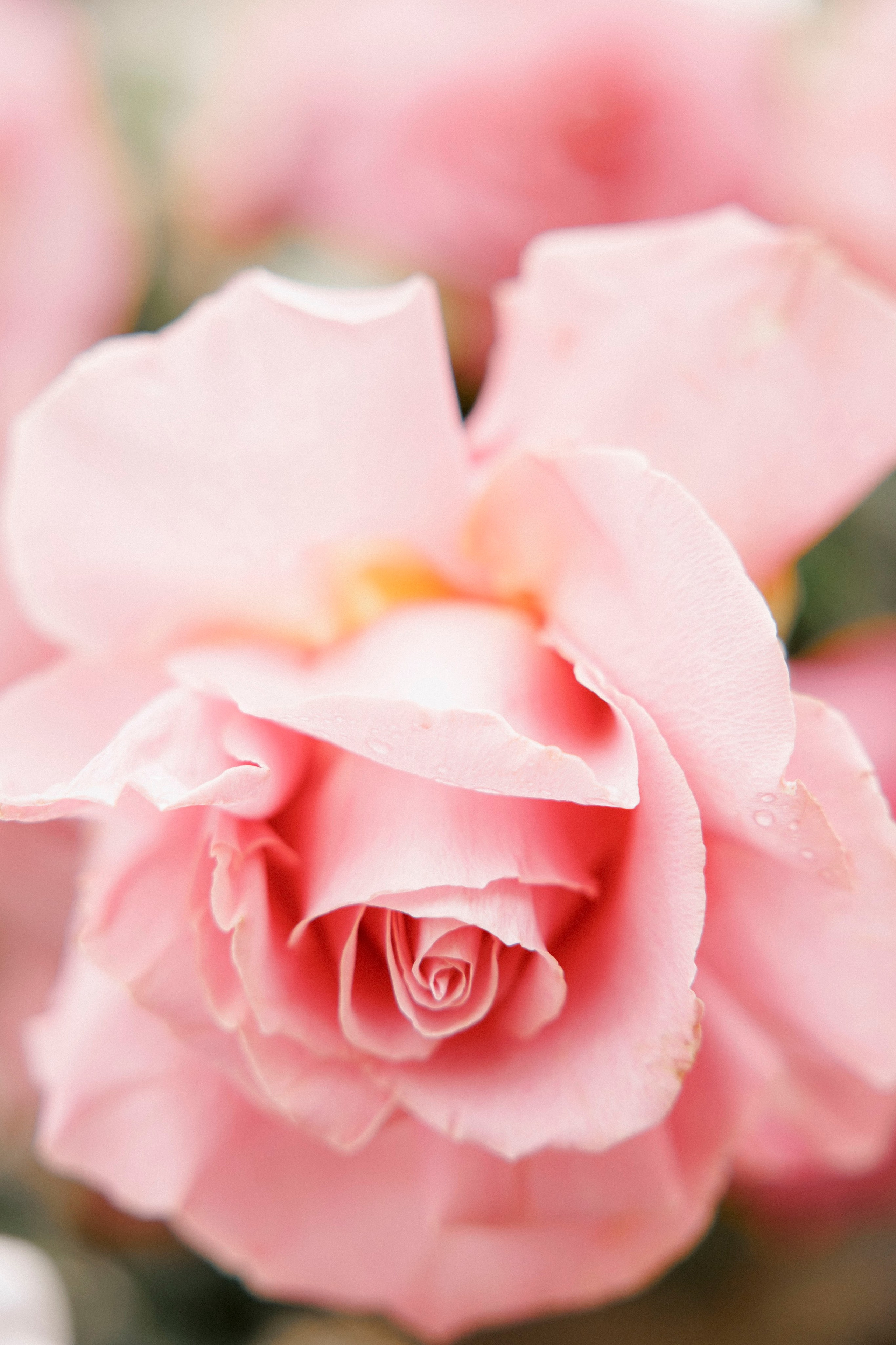 Eleonora & Lapo | Italy. Главная