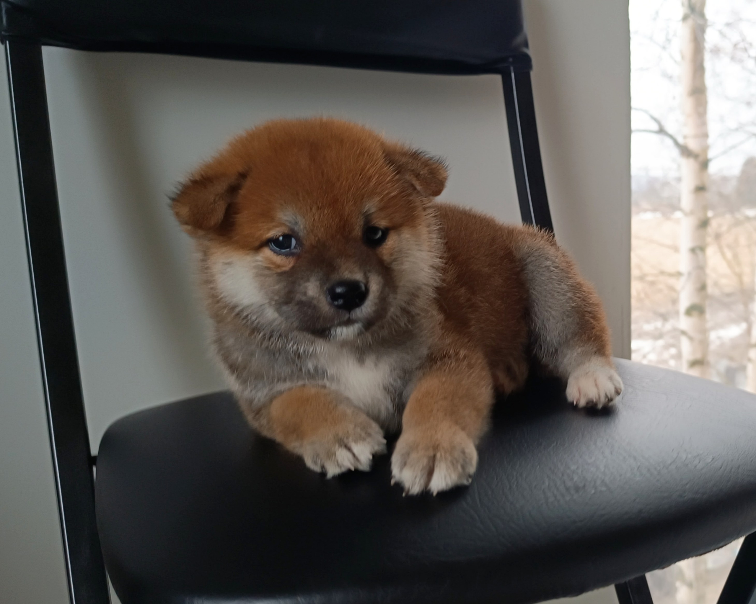 сиба питомник Рубилайт щенки на продажу rubylight  сиба щенки купить СПб Санкт-Петербург 