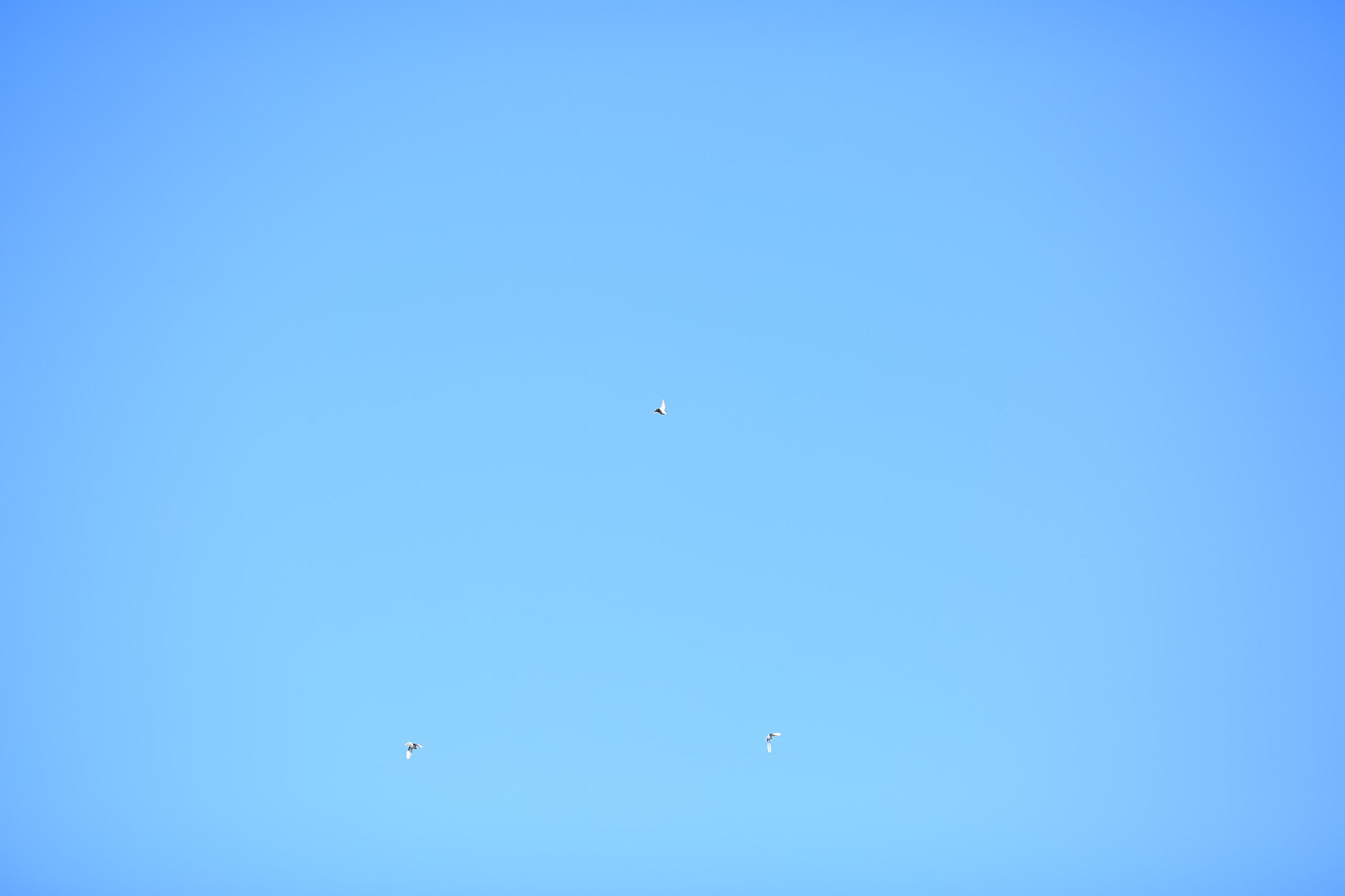 Благовещение Пресвятой Богородицы. Семейный и детский фотограф Анна Петракова