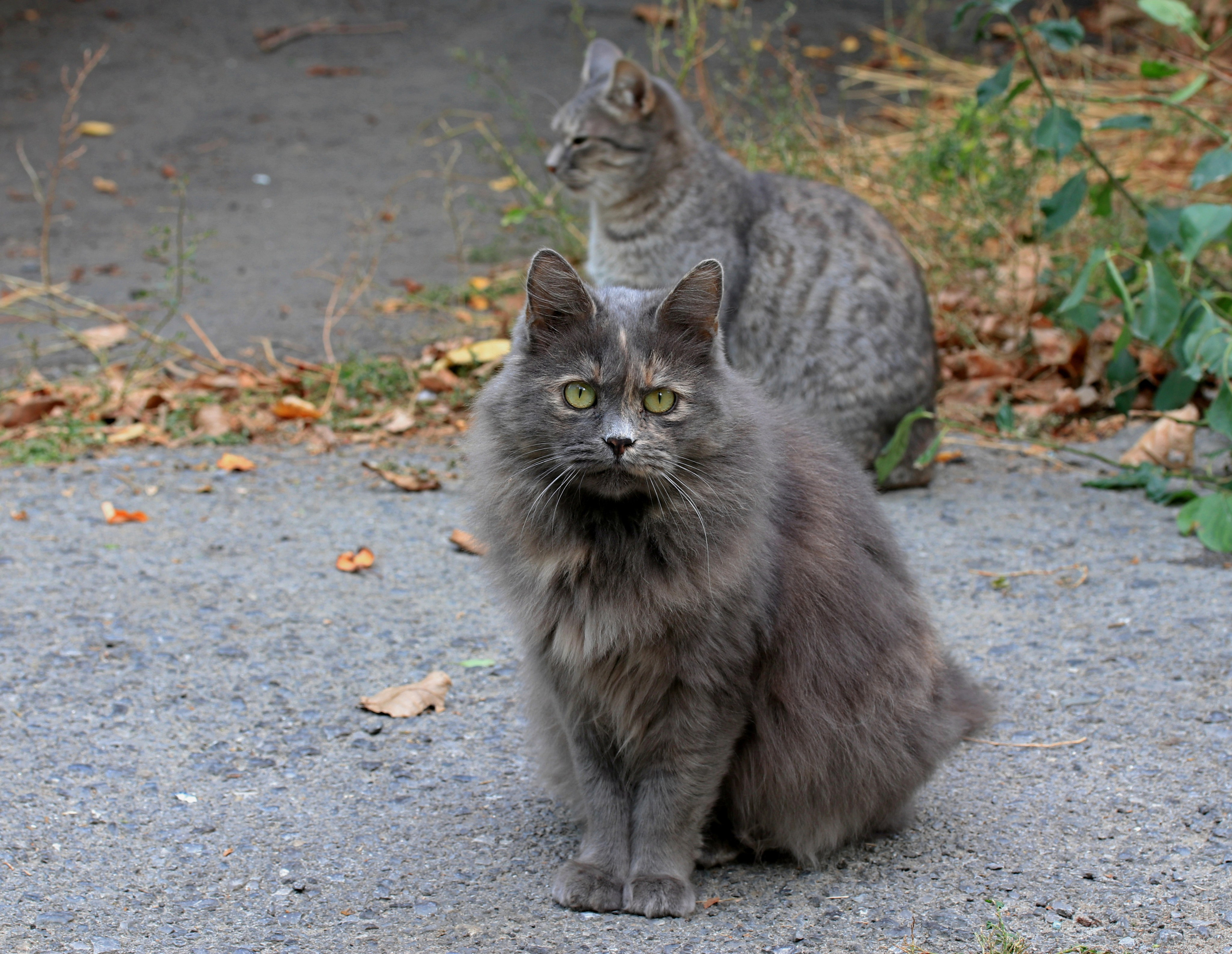 Домашние животные-Кошки. Фото-художник и Репортажный фотограф Николаев Александр Алексеевич