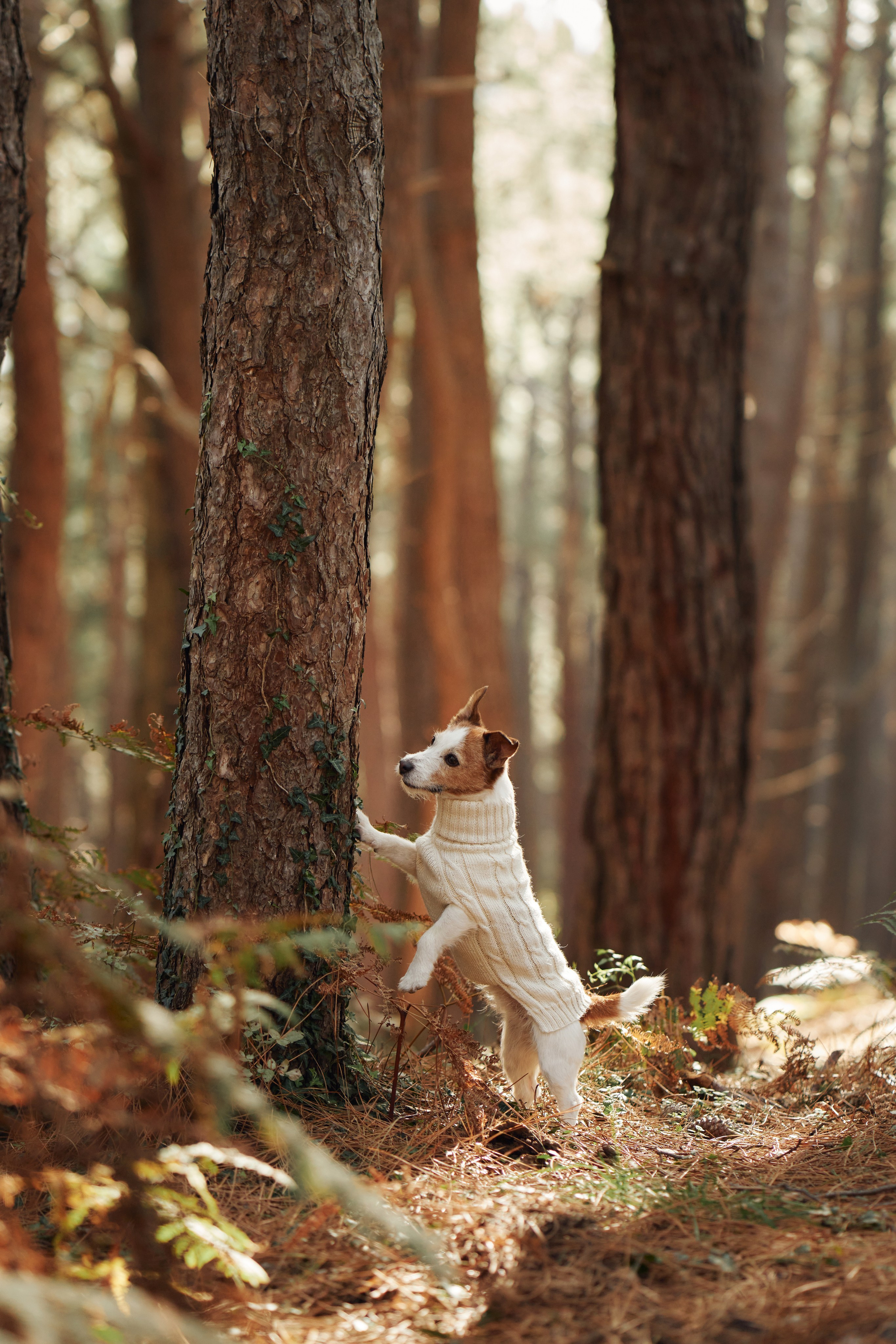 Advertising shooting with animals. Pets in advertising. Dog photographer Averianova Anna — Art photography of dogs