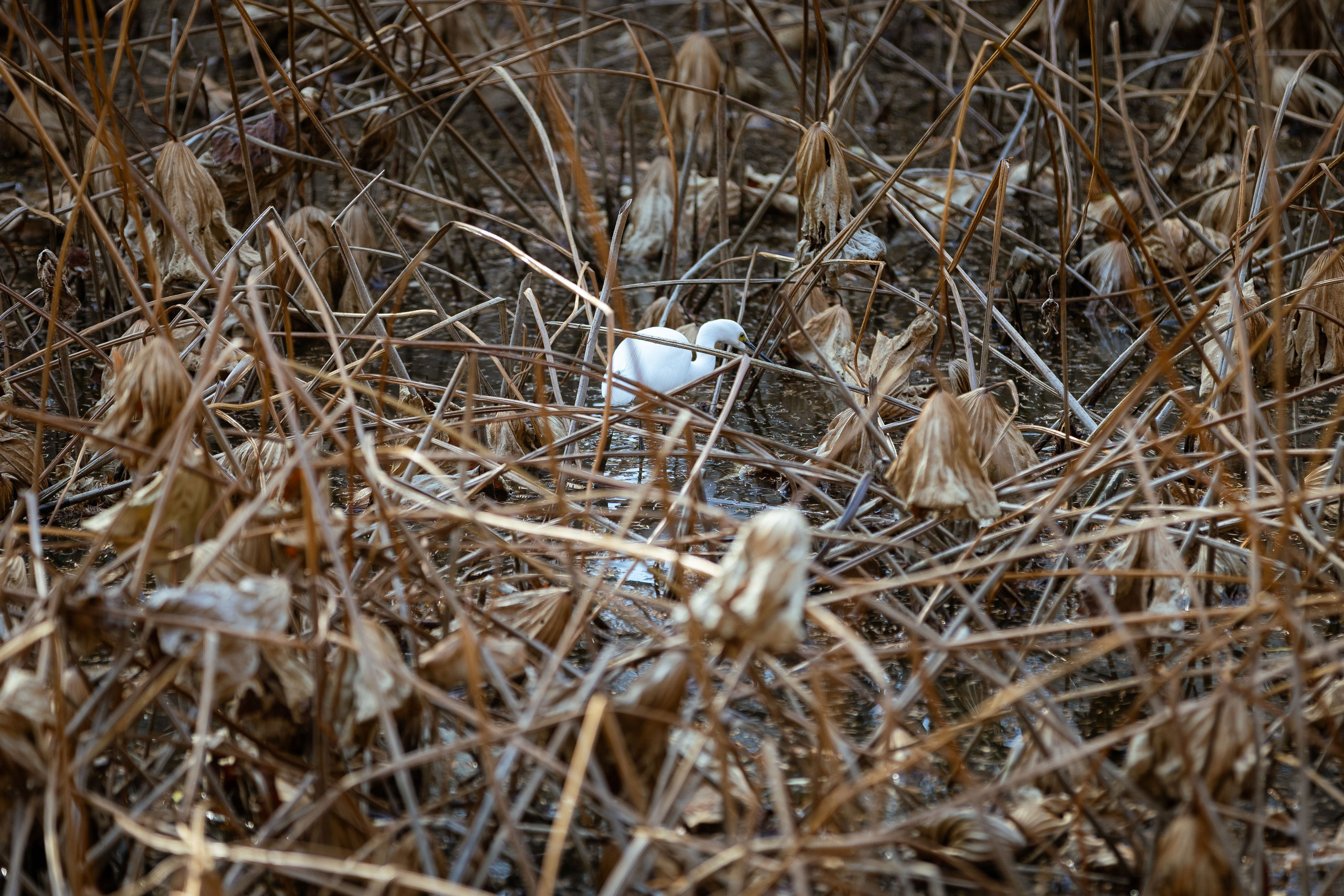 Вьетнам (зима 2025-2026). Фотограф Виноградов Константин