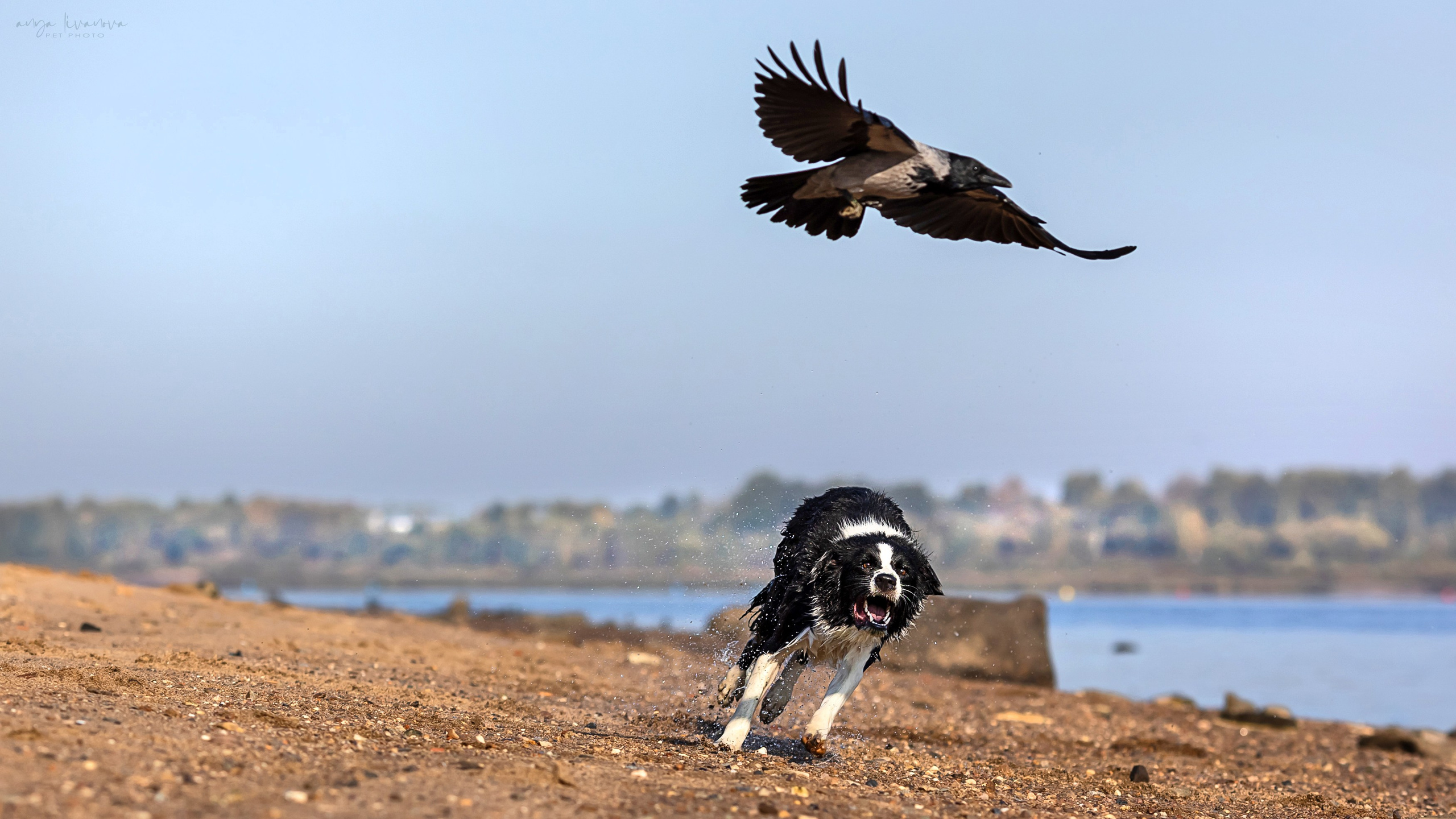 Алена и Майли. Фотограф анималист Аня Ливанова | Рыбинск
