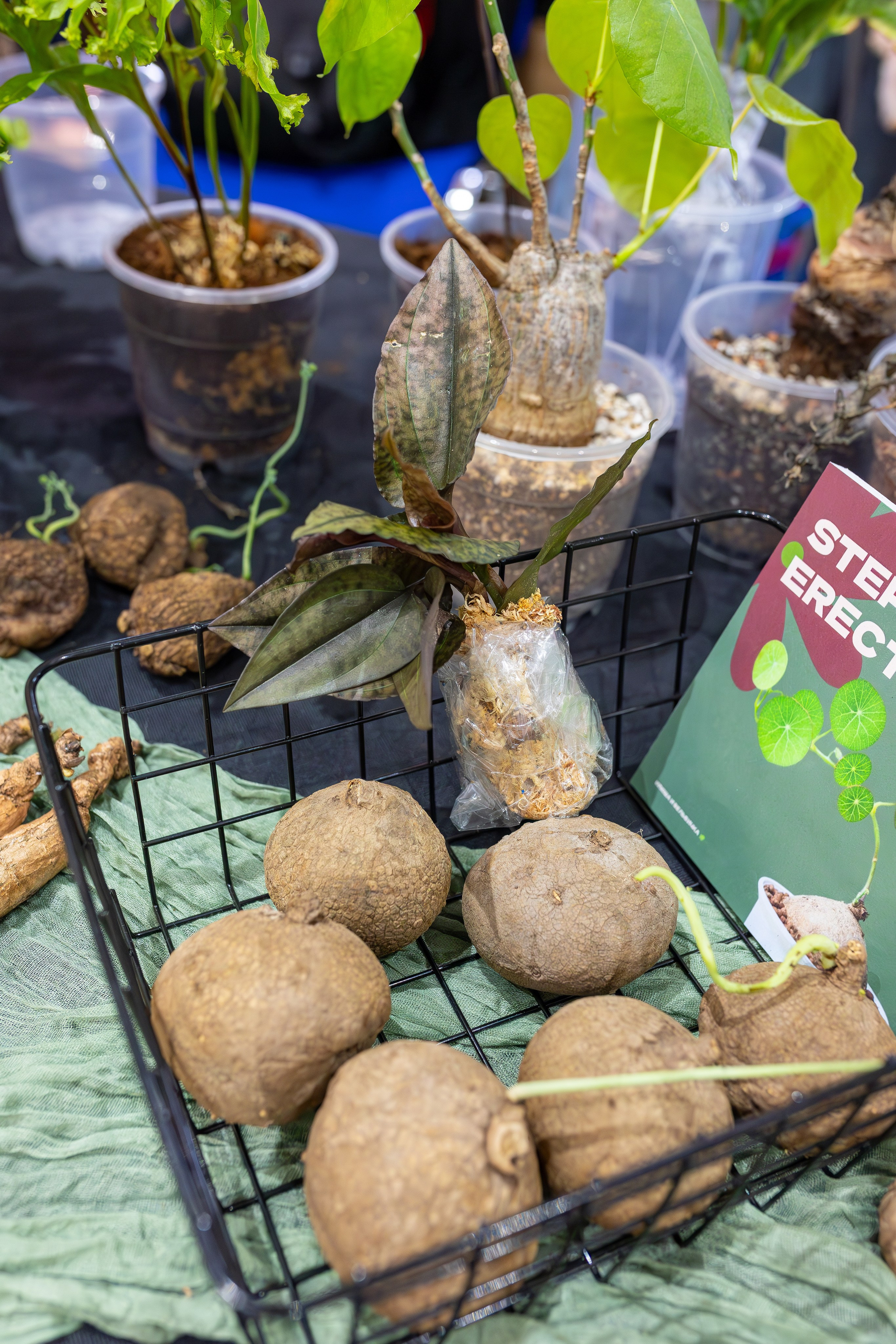 Монстериум 11–12 октября. Александра Куликова фотограф, Москва