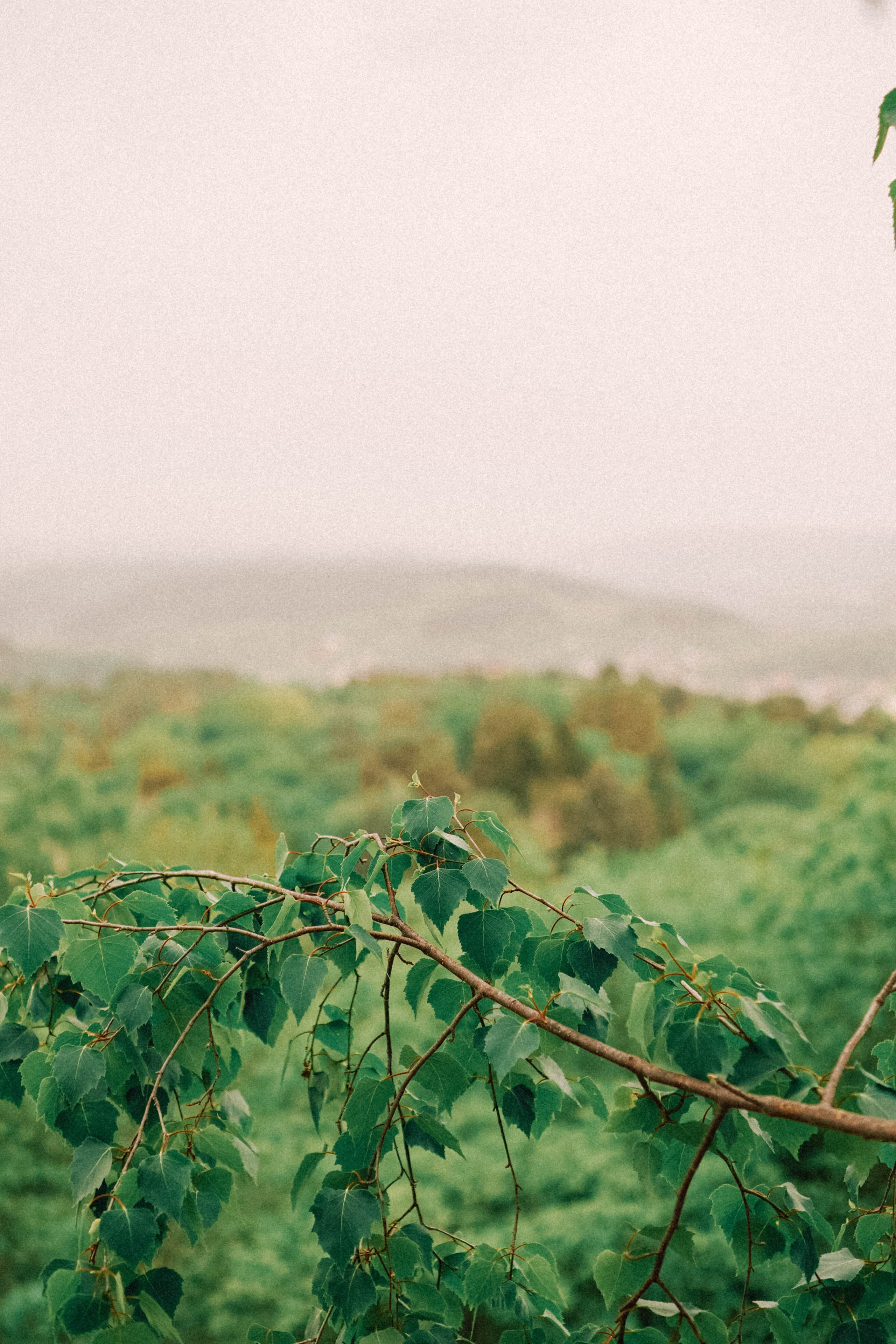 КИСЛОВОДСК. Профессиональный фотограф, Санкт-Петербург — Виктория Богомолова