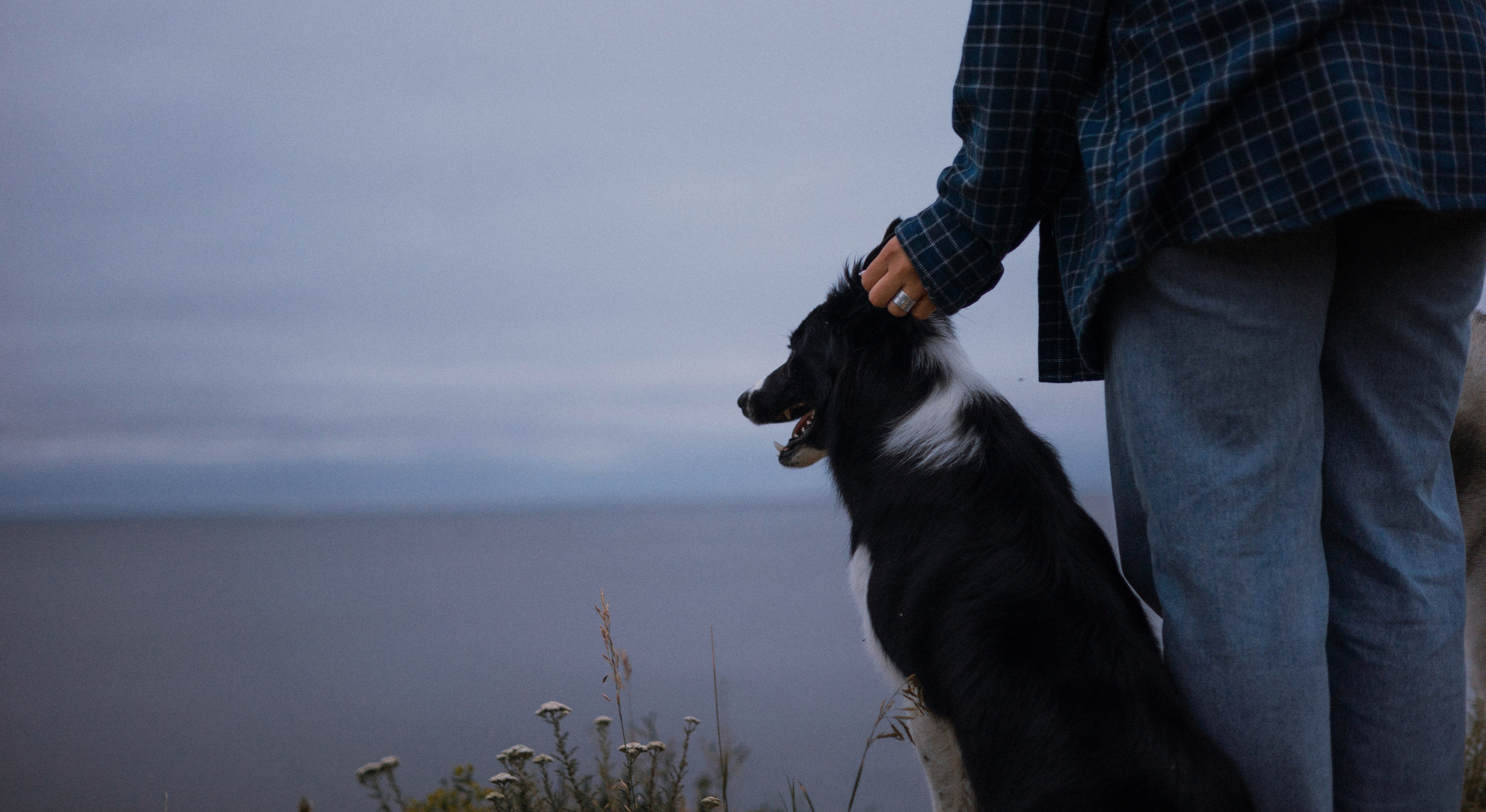 Аделя, Вандер, Шайна и Бая. Фотограф-анималист Богданова Полина