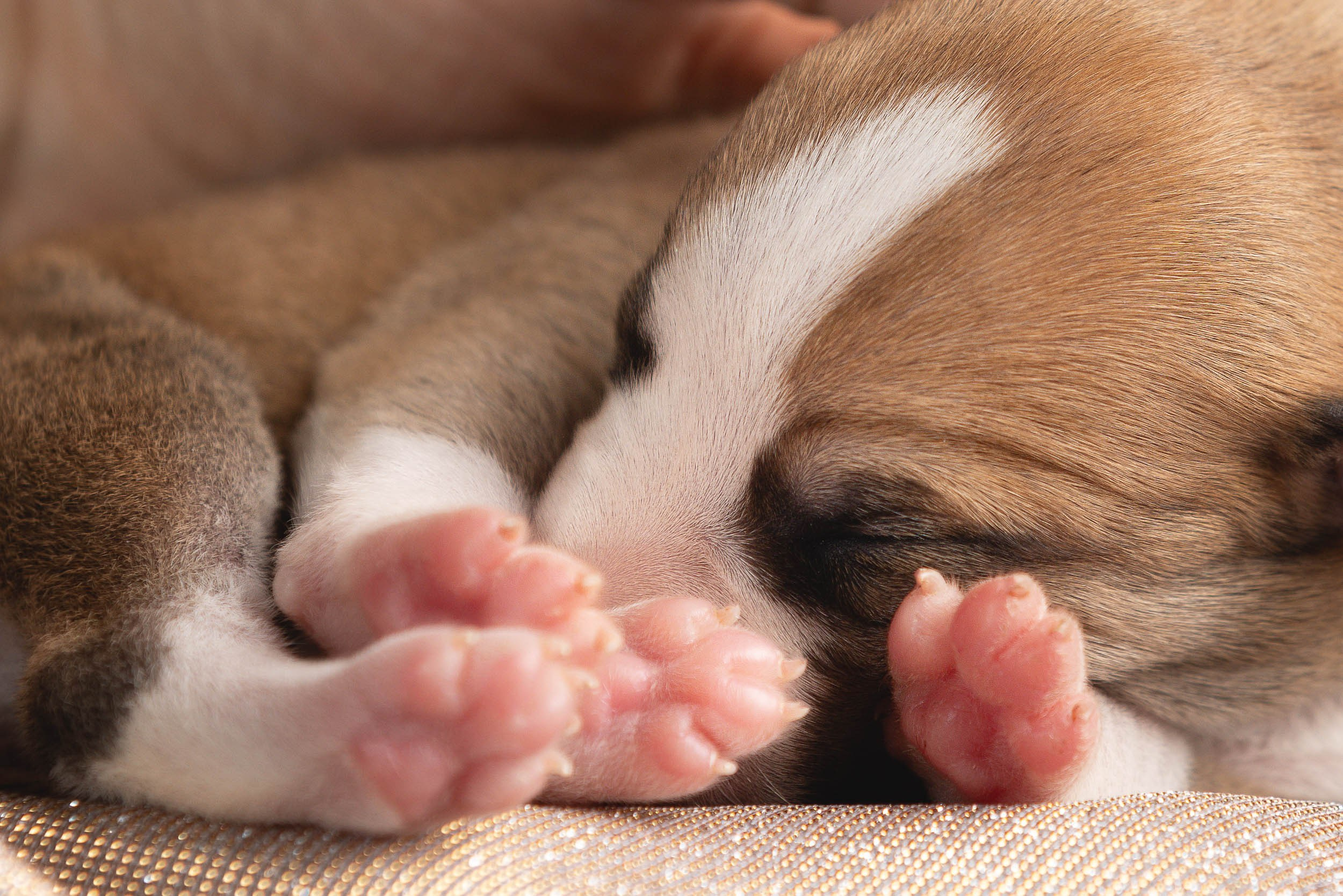 Ньюборн для щенков уиппета. Фотограф-анималист в Москве и Московской области Татьяна Фролова