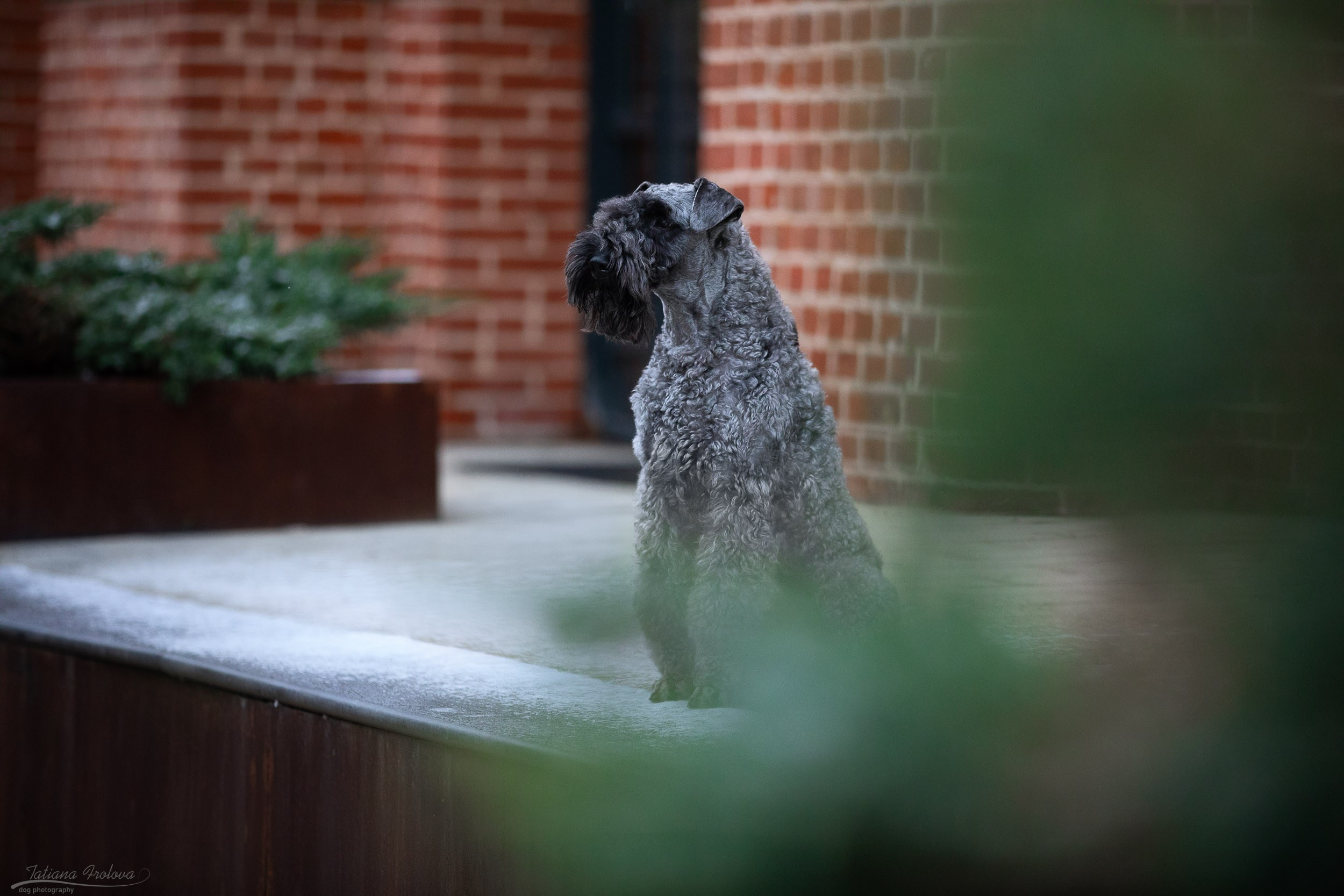 Городская съемка в стиле лайфстайл. Фотограф-анималист в Москве и Московской области Татьяна Фролова