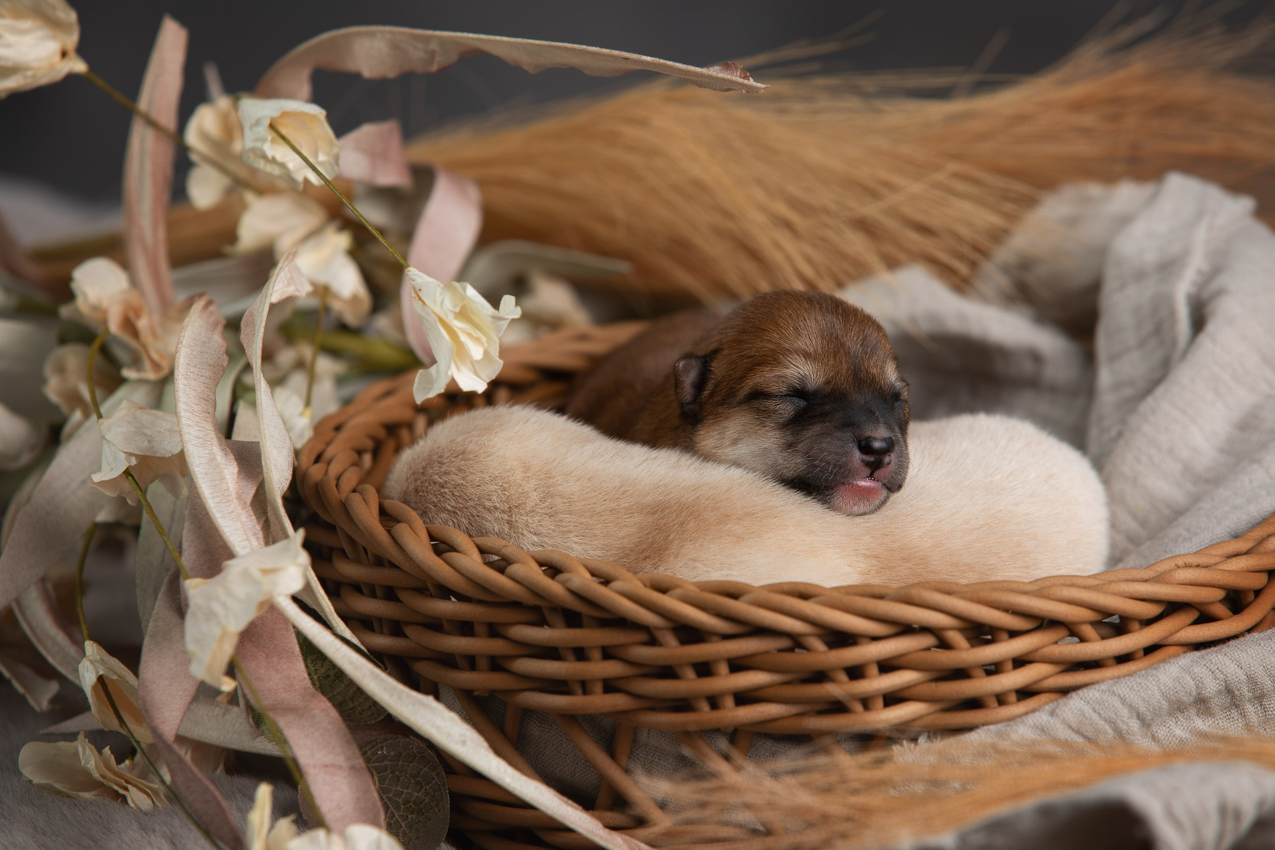 Ньюборн съемка для помета новорожденных щенков мамесиба. Фотограф-анималист в Москве и Московской области Татьяна Фролова