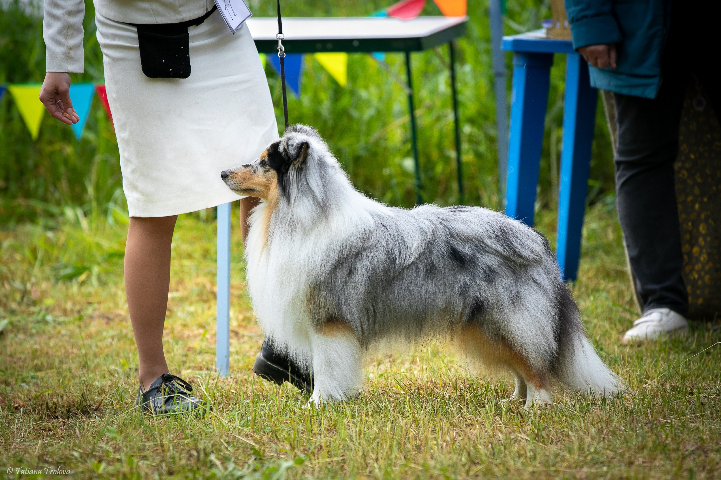 Фотосопровождение выставки собак в Московской области и Москве. Фотограф-анималист в Москве и Московской области Татьяна Фролова