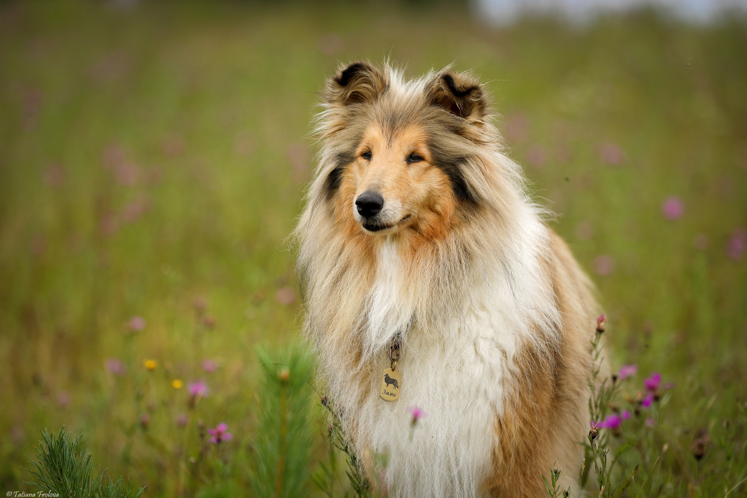 Фотопрогулка для нескольких собак загородом. Фотограф-анималист в Москве и Московской области Татьяна Фролова