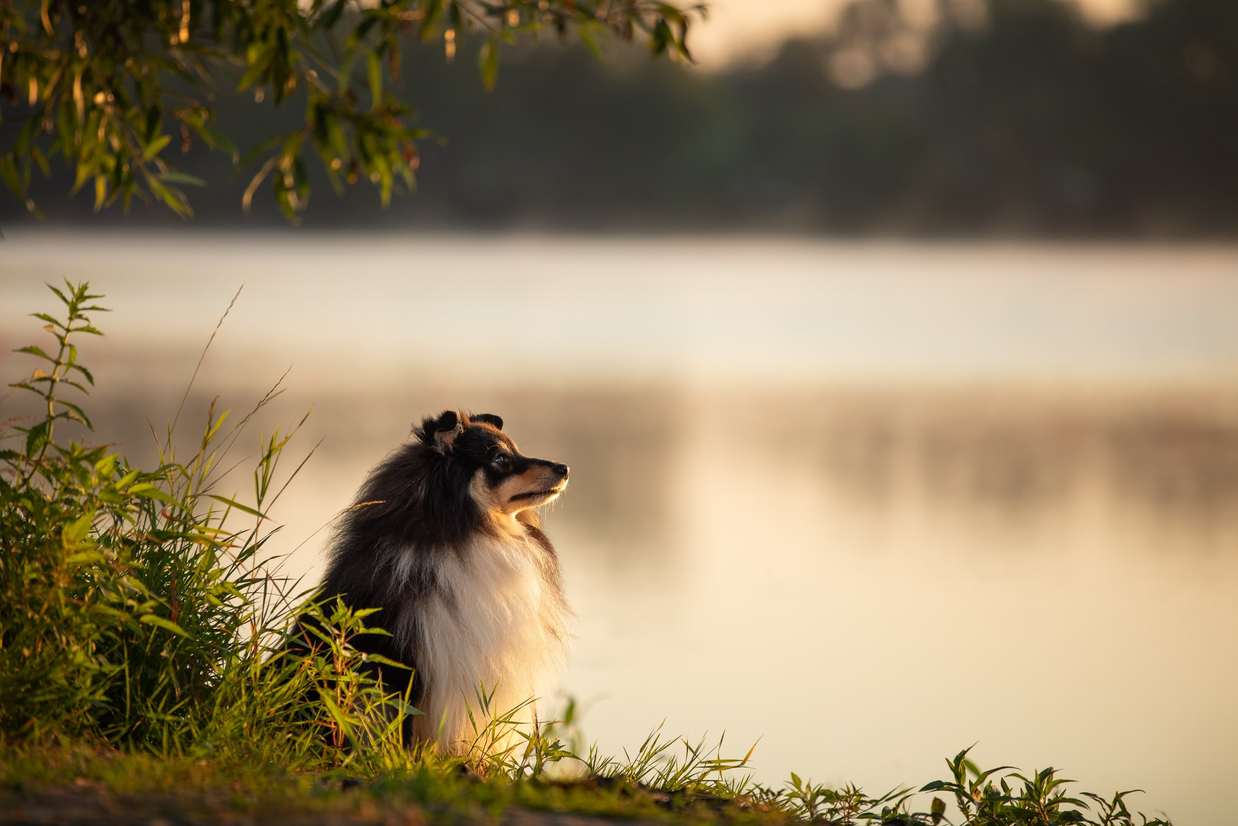Съемка с шелти на рассвете на песчаном карьере. Фотограф-анималист в Москве и Московской области Татьяна Фролова