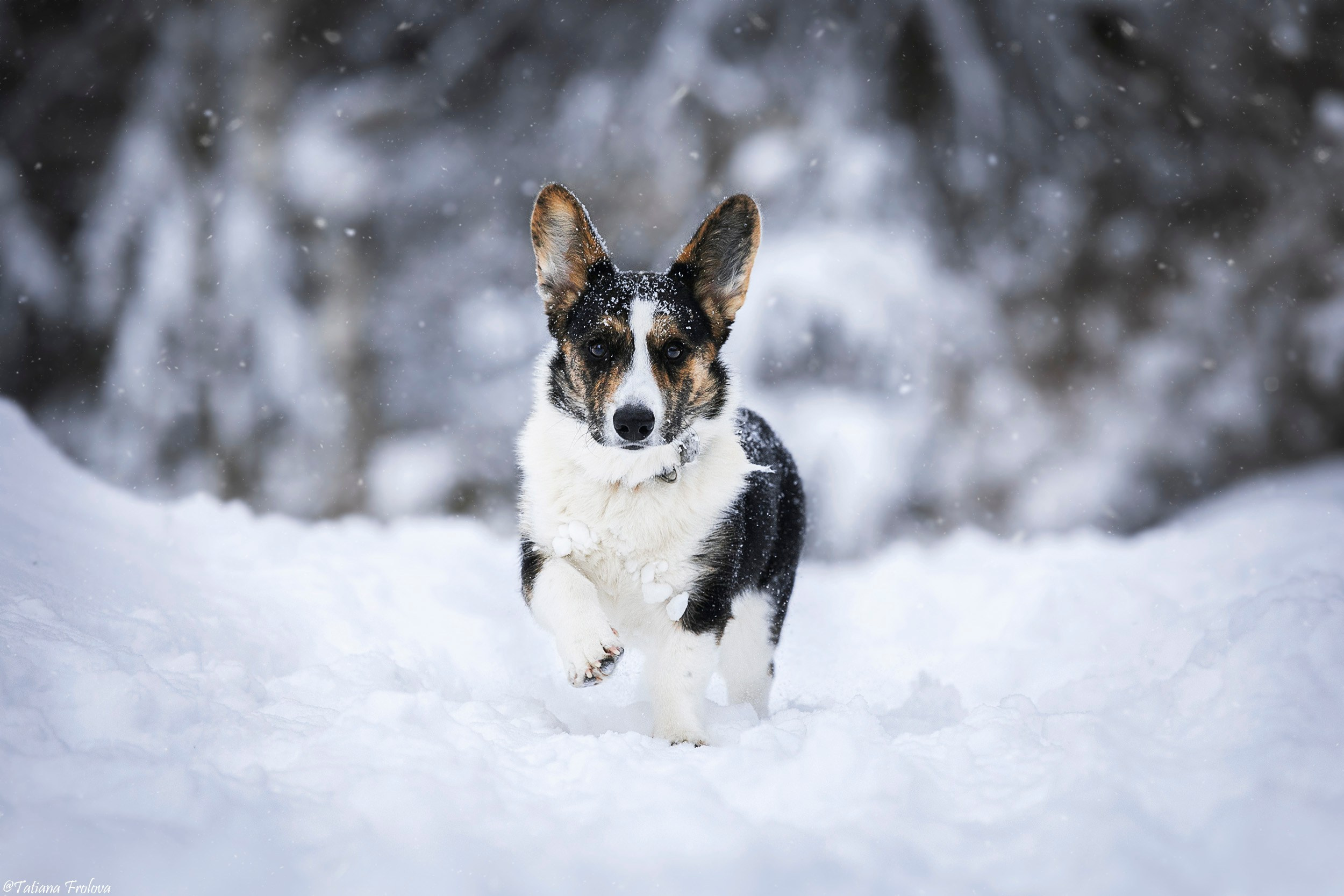 Фотосессия с собаками в зимнем лесу в Пушкино. Фотограф-анималист в Москве и Московской области Татьяна Фролова