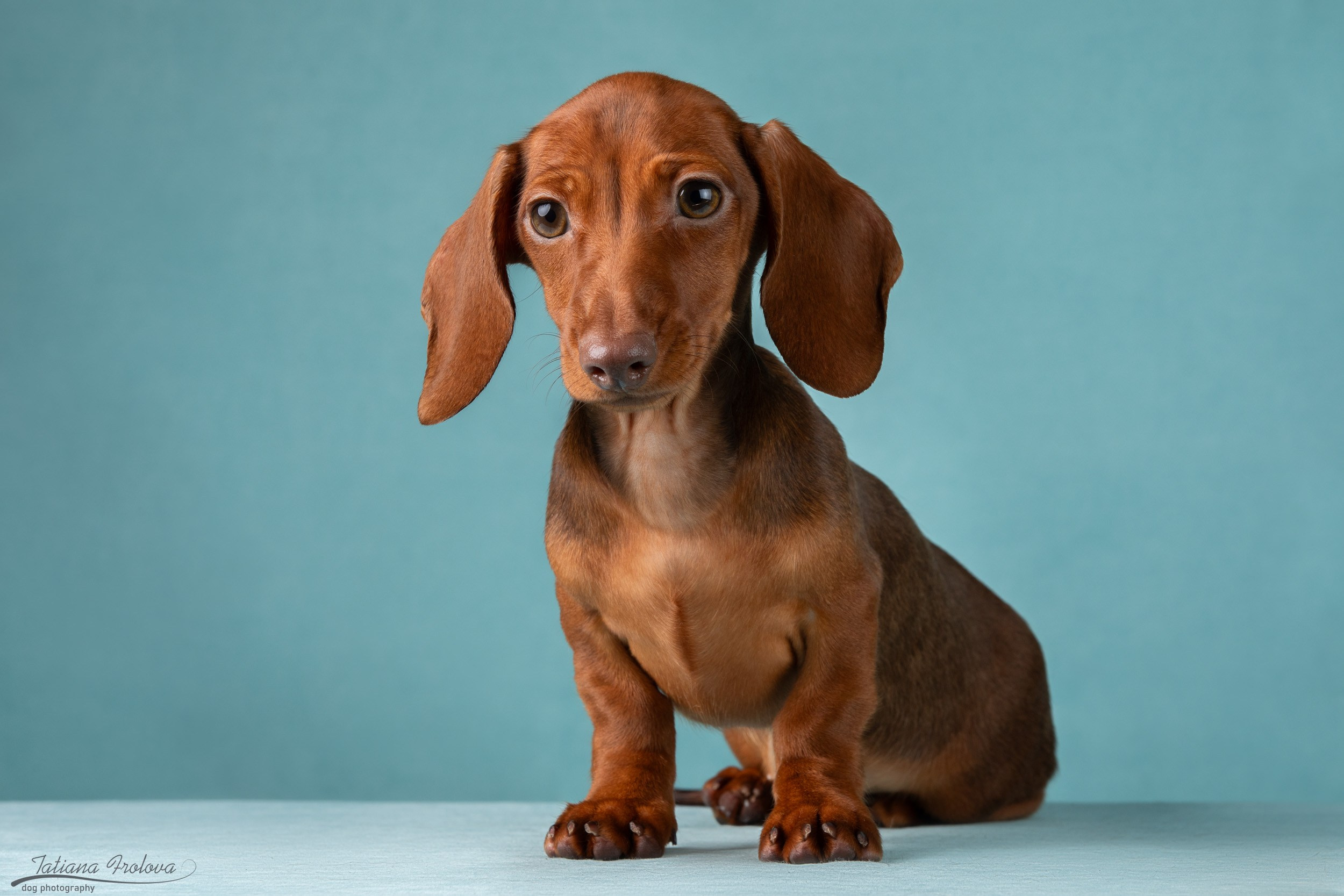 Съемка щенков таксы в минималистичном стиле. Фотограф-анималист в Москве и Московской области Татьяна Фролова