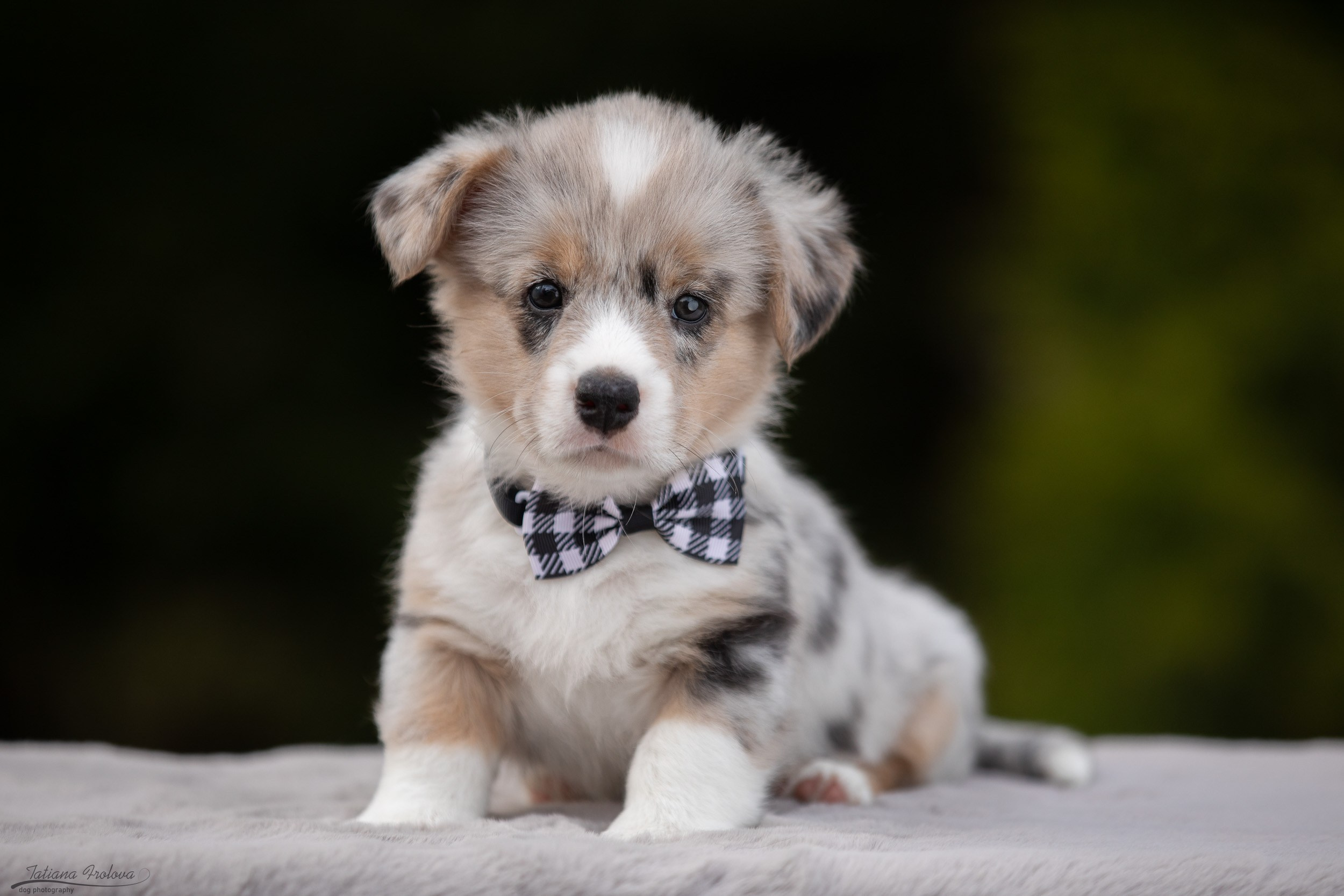 Съемка помета щенков для продажи на улице. Фотограф-анималист в Москве и Московской области Татьяна Фролова