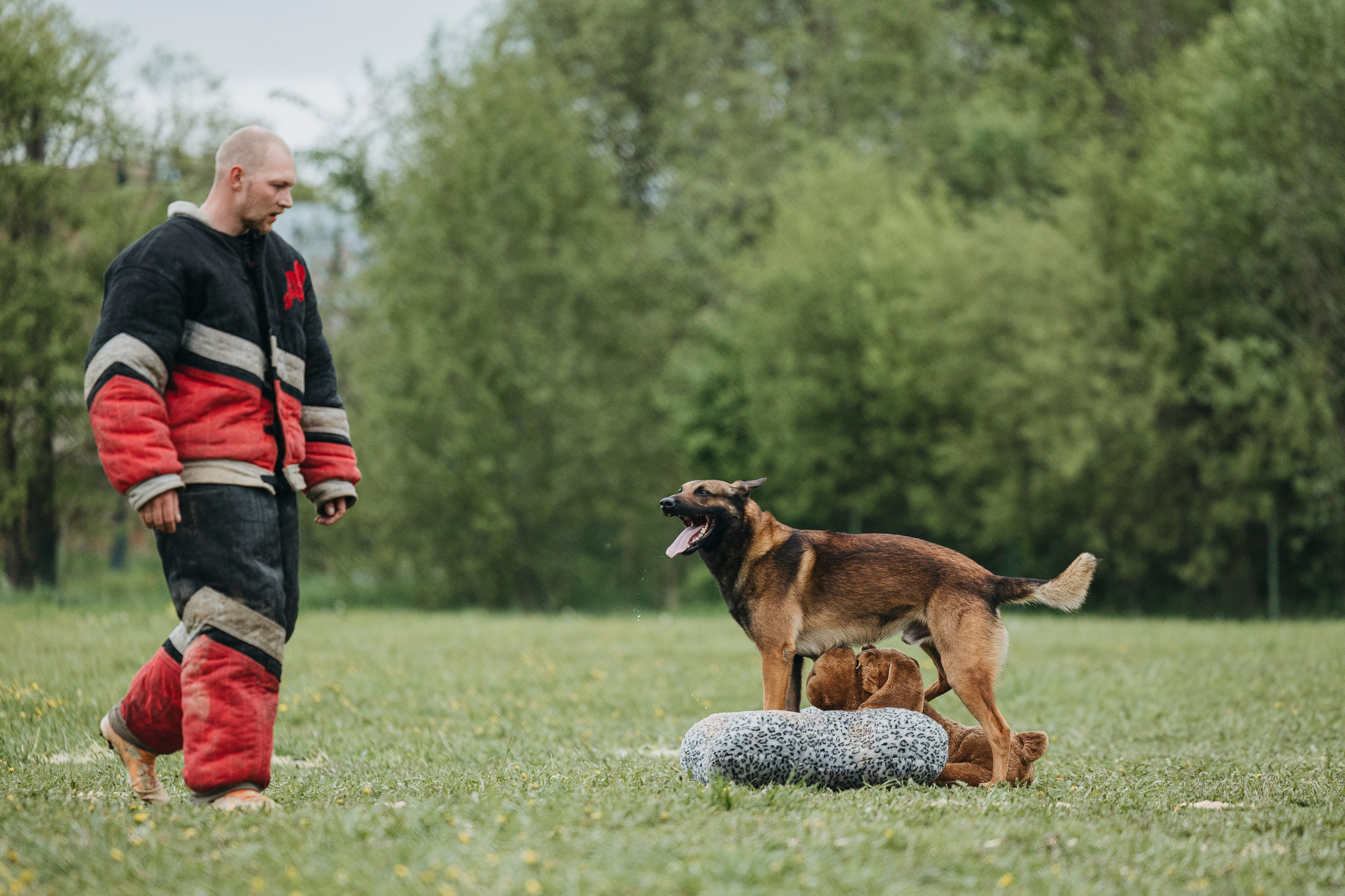 26.05.25 г. Пушкин квалификационные соревнования. Фотограф-анималист Анна Маринич