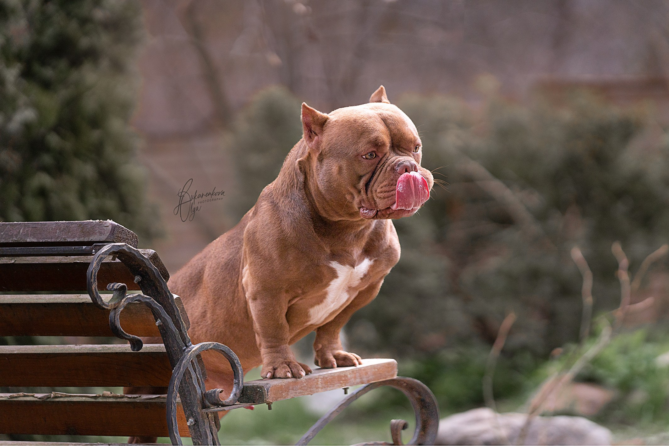 Булли. Фотограф анималист Ольга Луканенкова в Москве