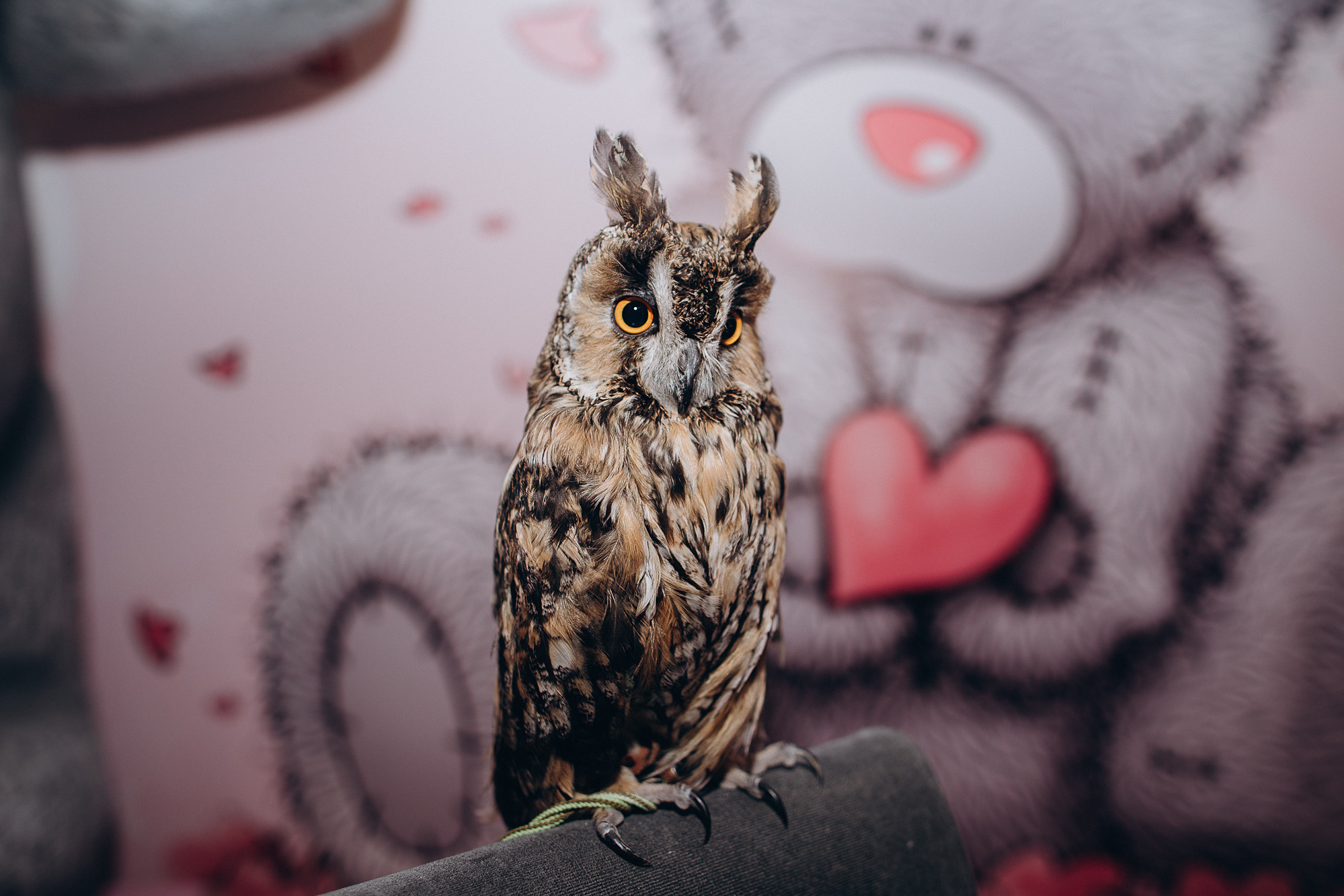 Алина кафе Андерсон. Портретный фотограф в Москве и МО Зимина Татьяна