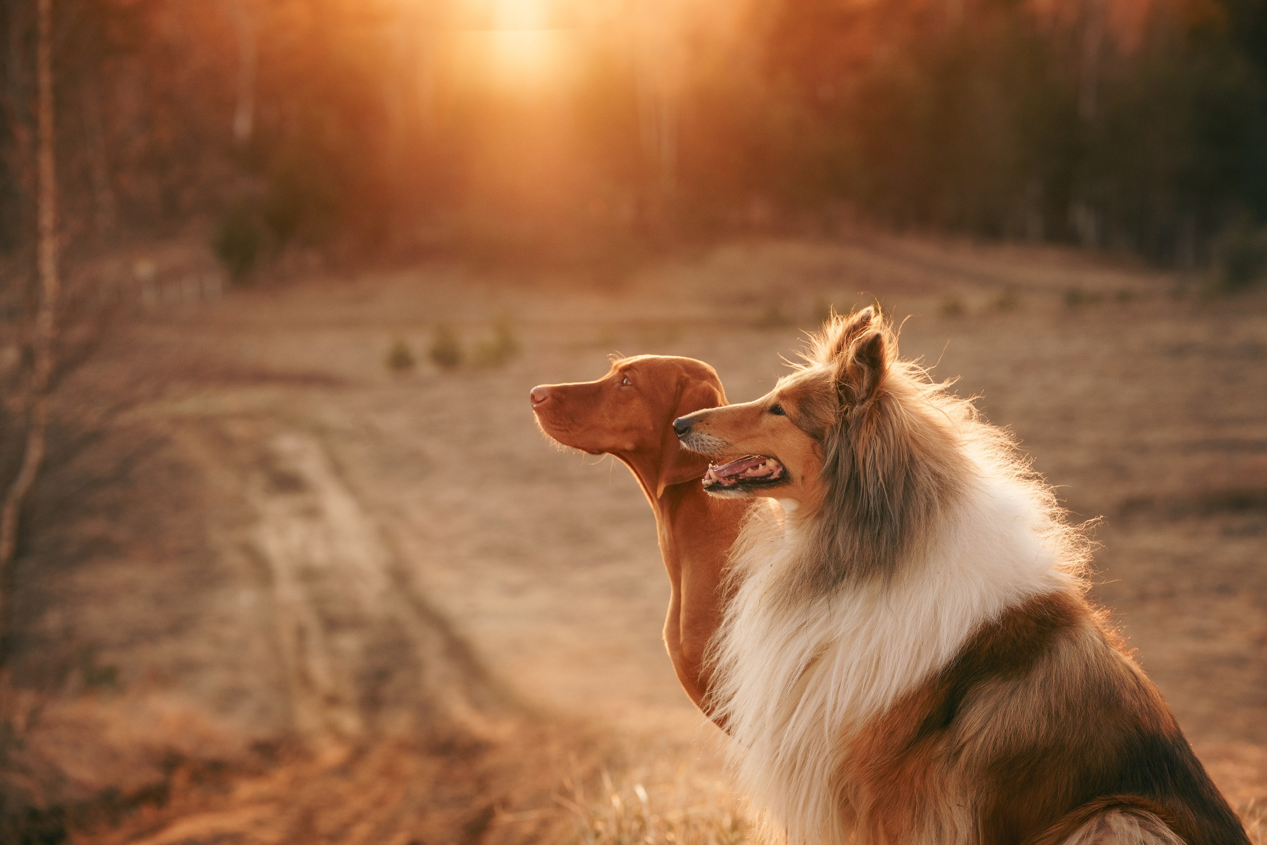 Фотограф анималист Осипчикова Мария