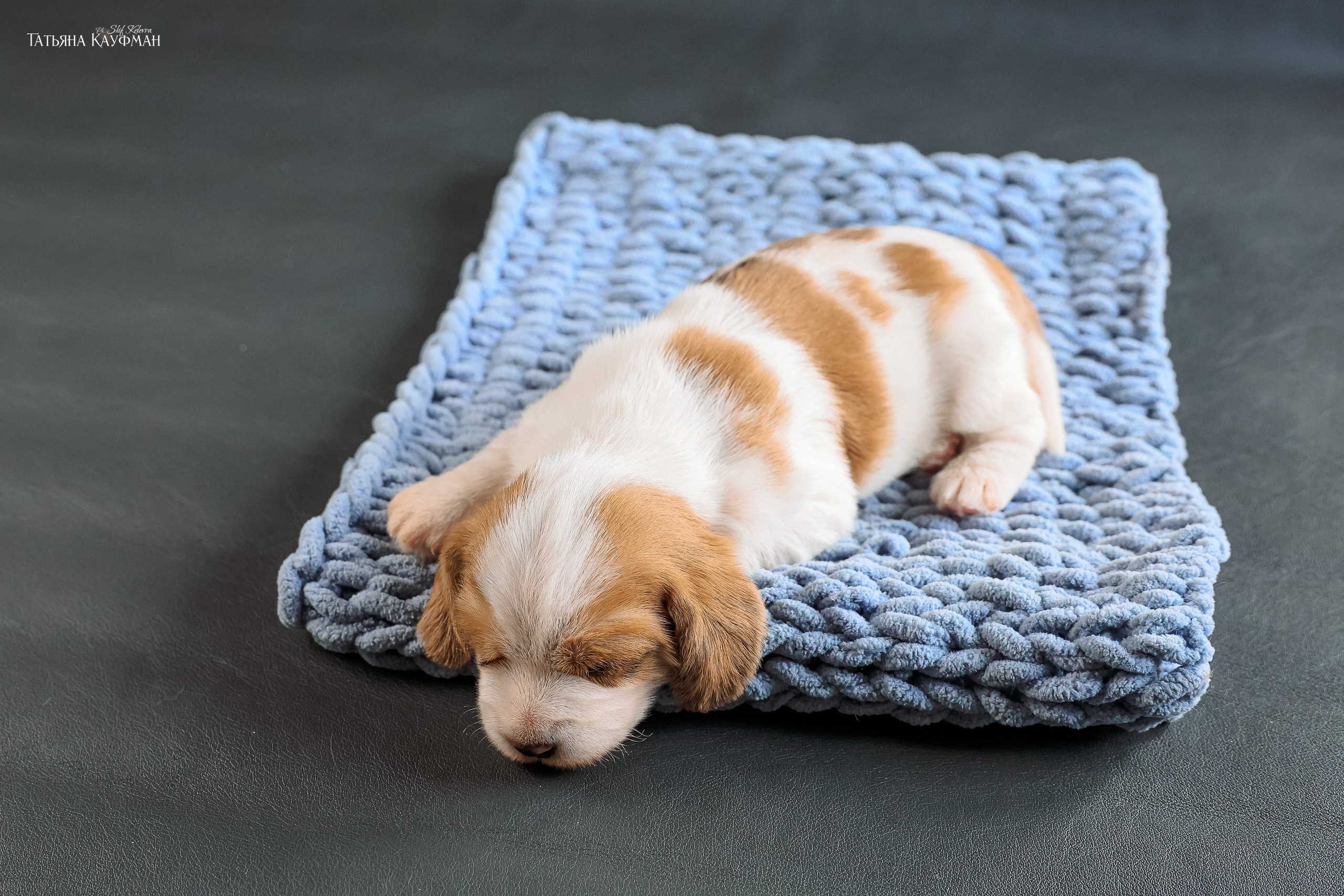 Малые вандейские бассет гриффоны. PVBG. Petit vandeen basset griffon, щенки в новосибирске. Питомник White Rivendel