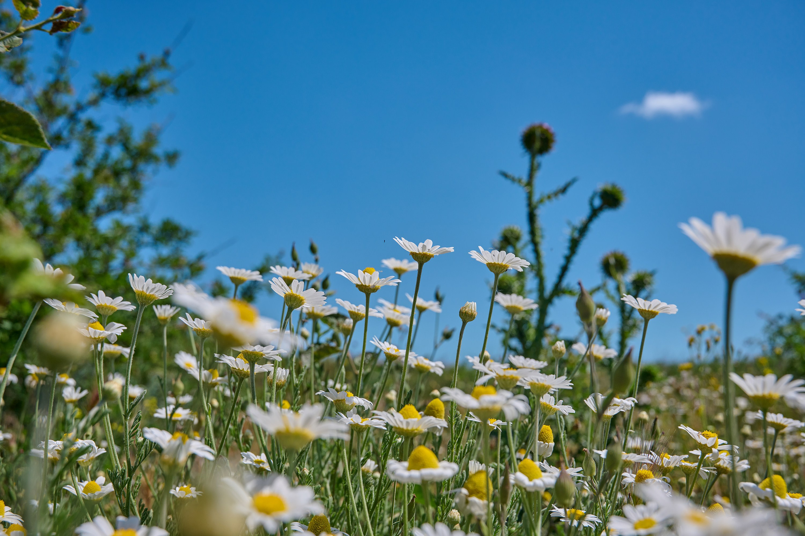 станица Благовещенская, кайтинг, кайтсерфинг, море, Черное море, пляж, спот