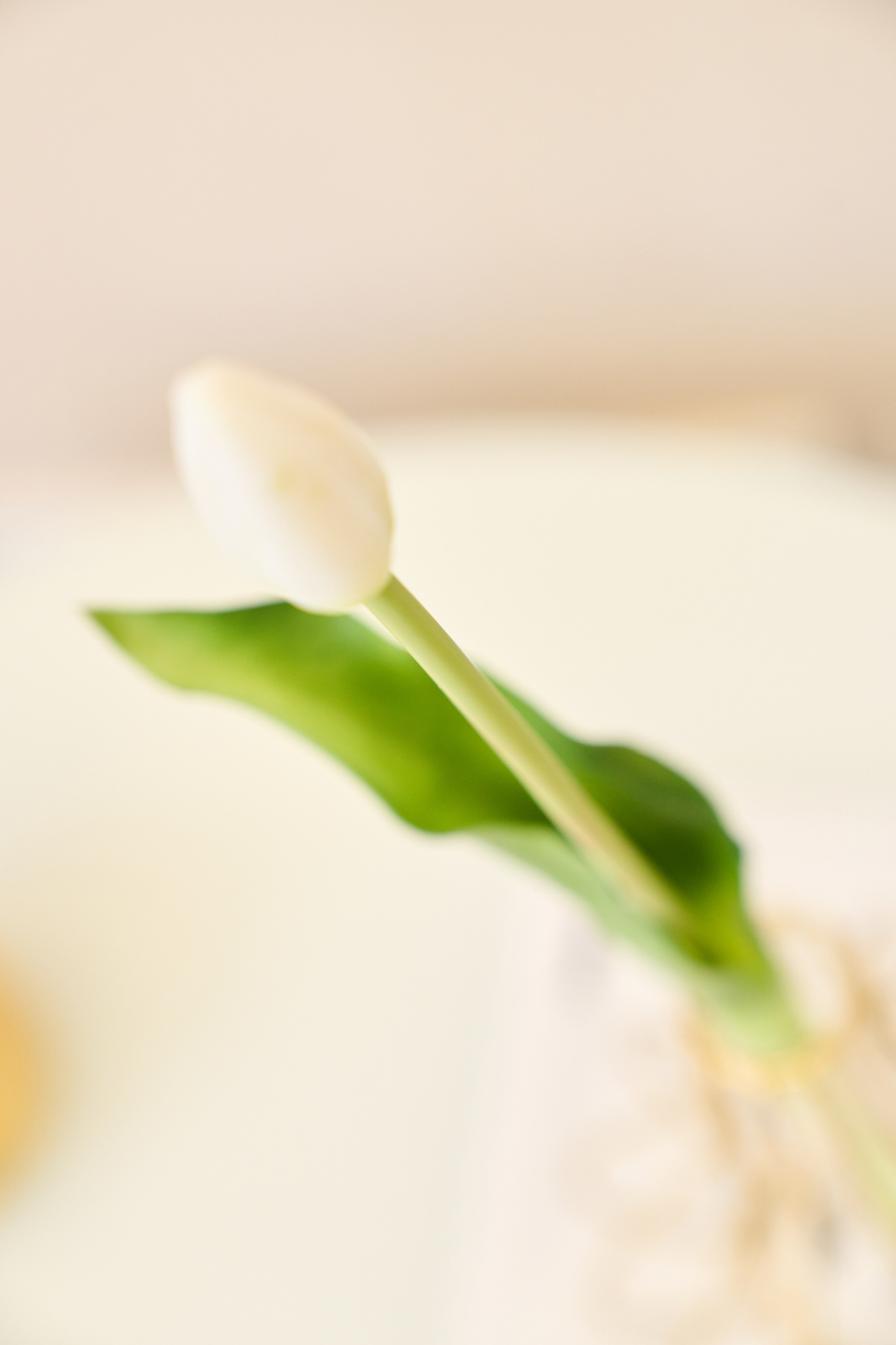 МК по бенто тортам. Фотограф в Донецке Юлия Петрушевская