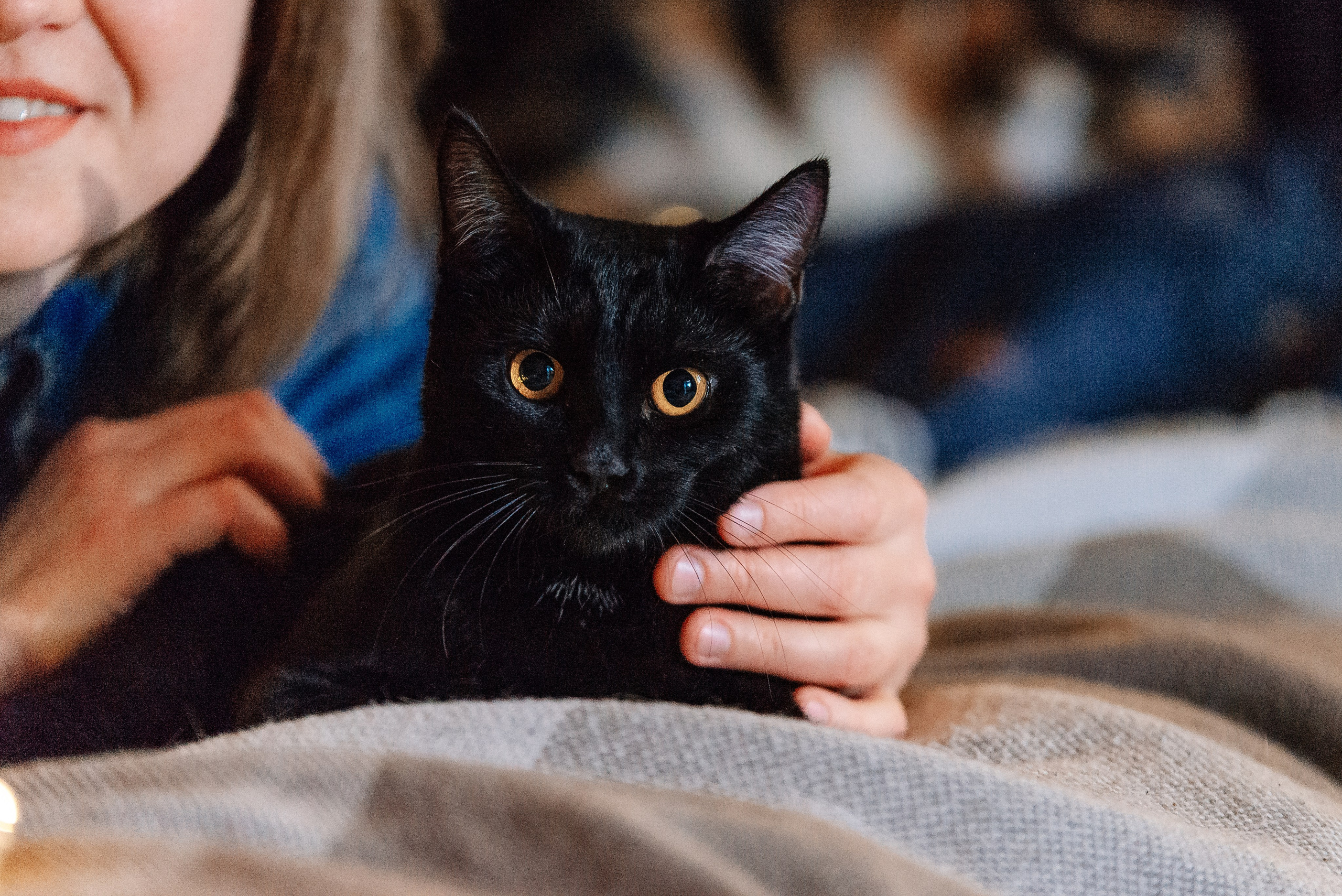 Светлана, Альфа и кошки ✨. Фотограф-анималист Анастасия Парфенова|Екатеринбург