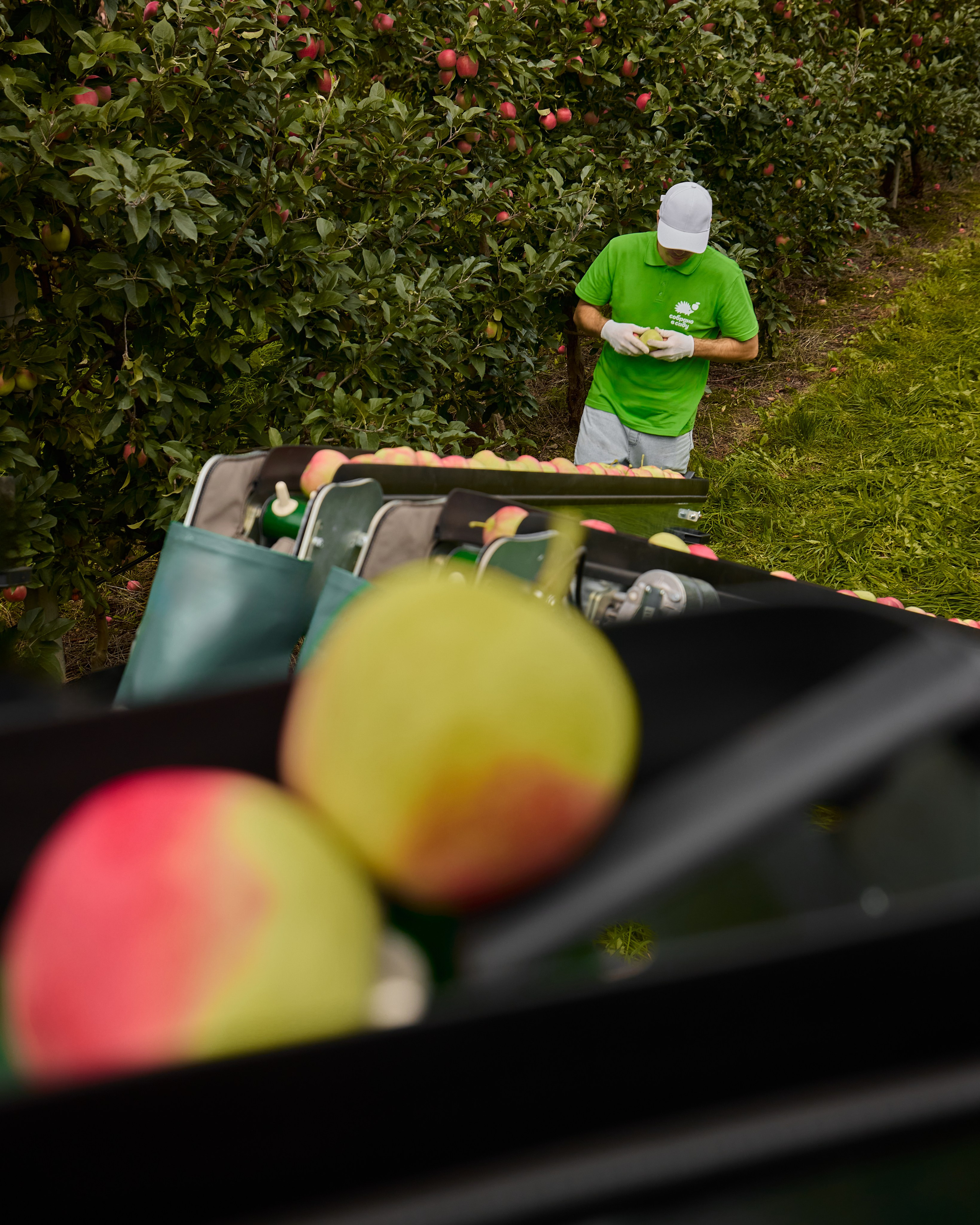 Собрано в саду. Святослав Лебедев | Рекламный фотограф — Коммерческая съемка, Арт-дирекшн, AI-интеграция