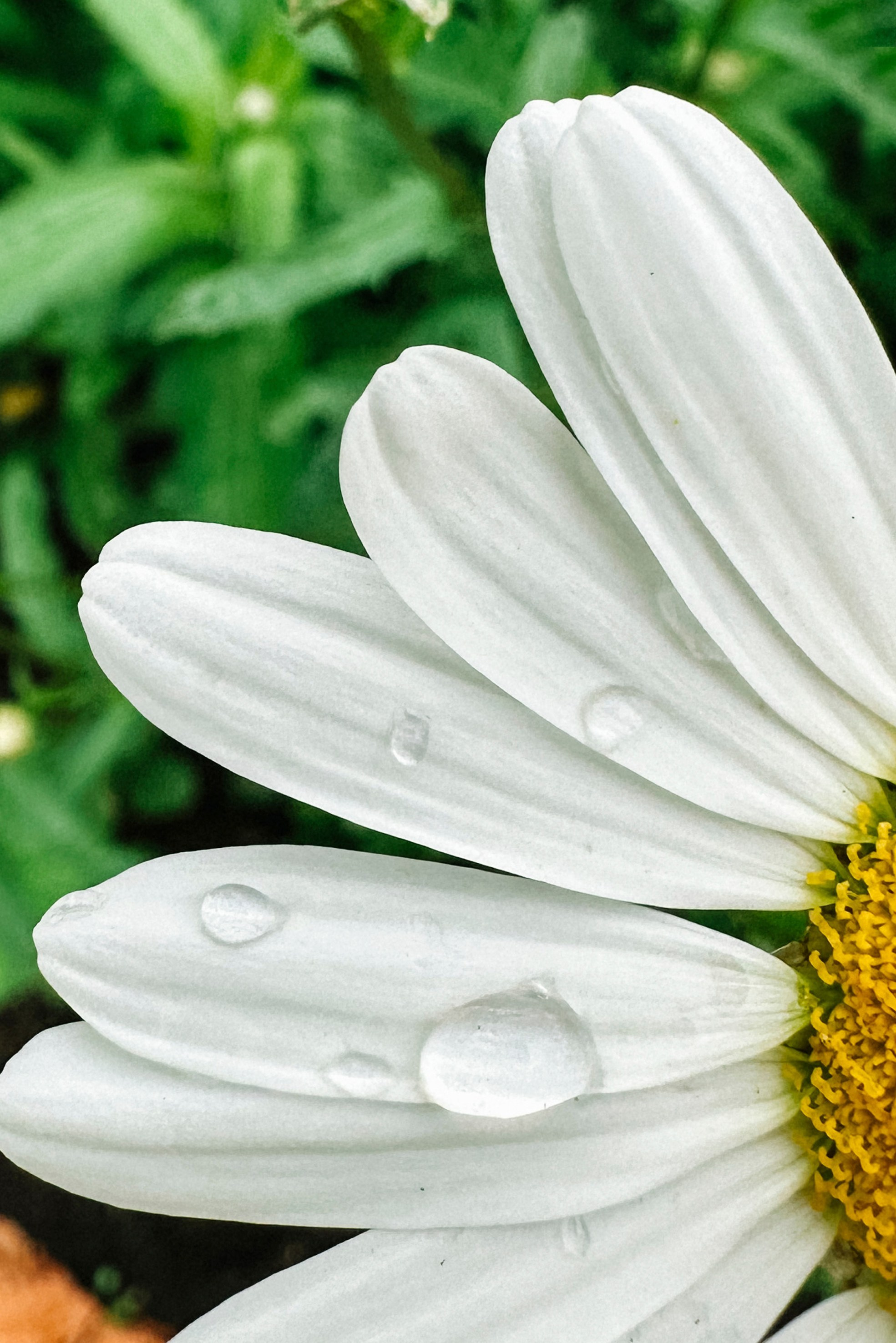 Природа. Команда фотографов Кристины Ивановой