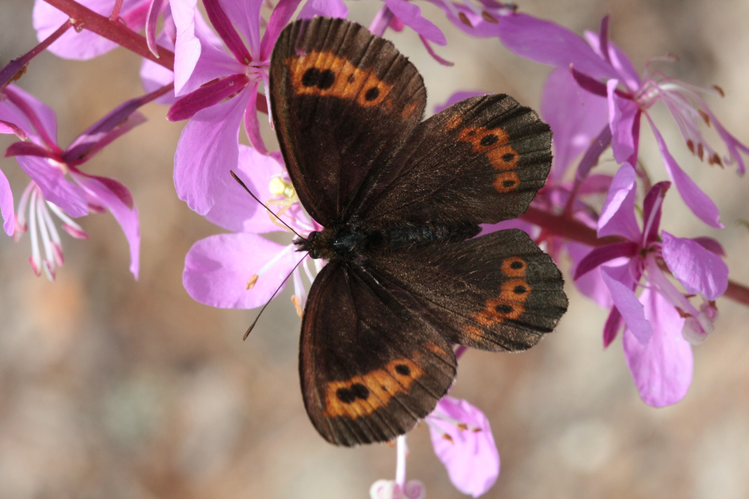 Фото Природы Забайкалья. Студия Максима Белослюдцева