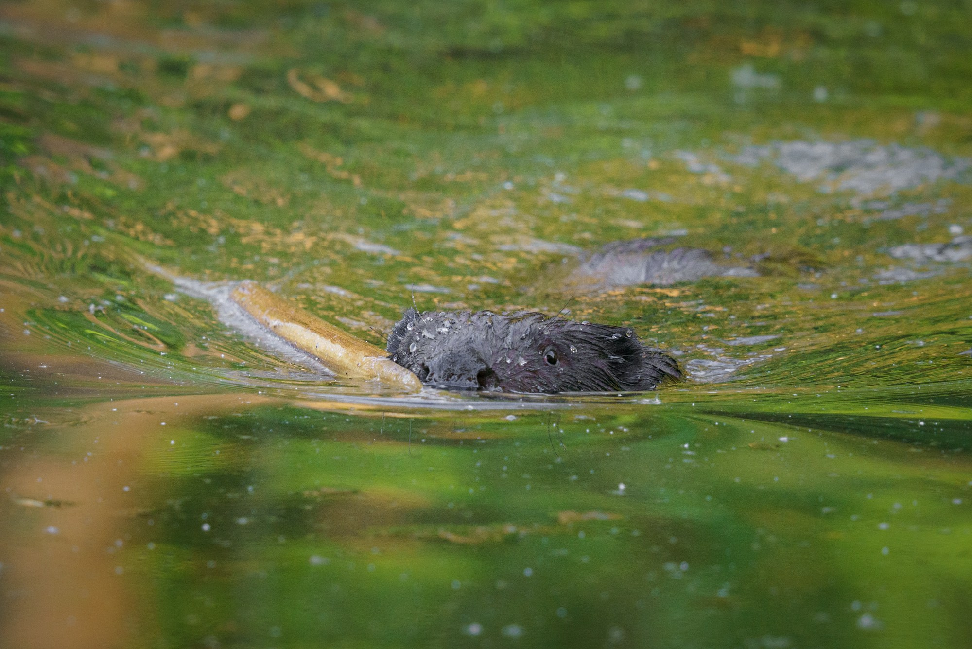 Животные. Ваш личный фотограф Марина Волкова