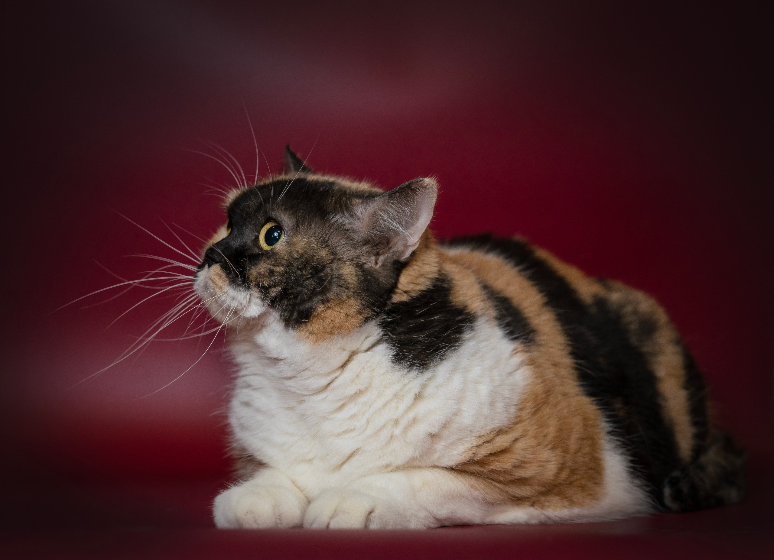 Котики. Семейный фотограф анималист г. Находка