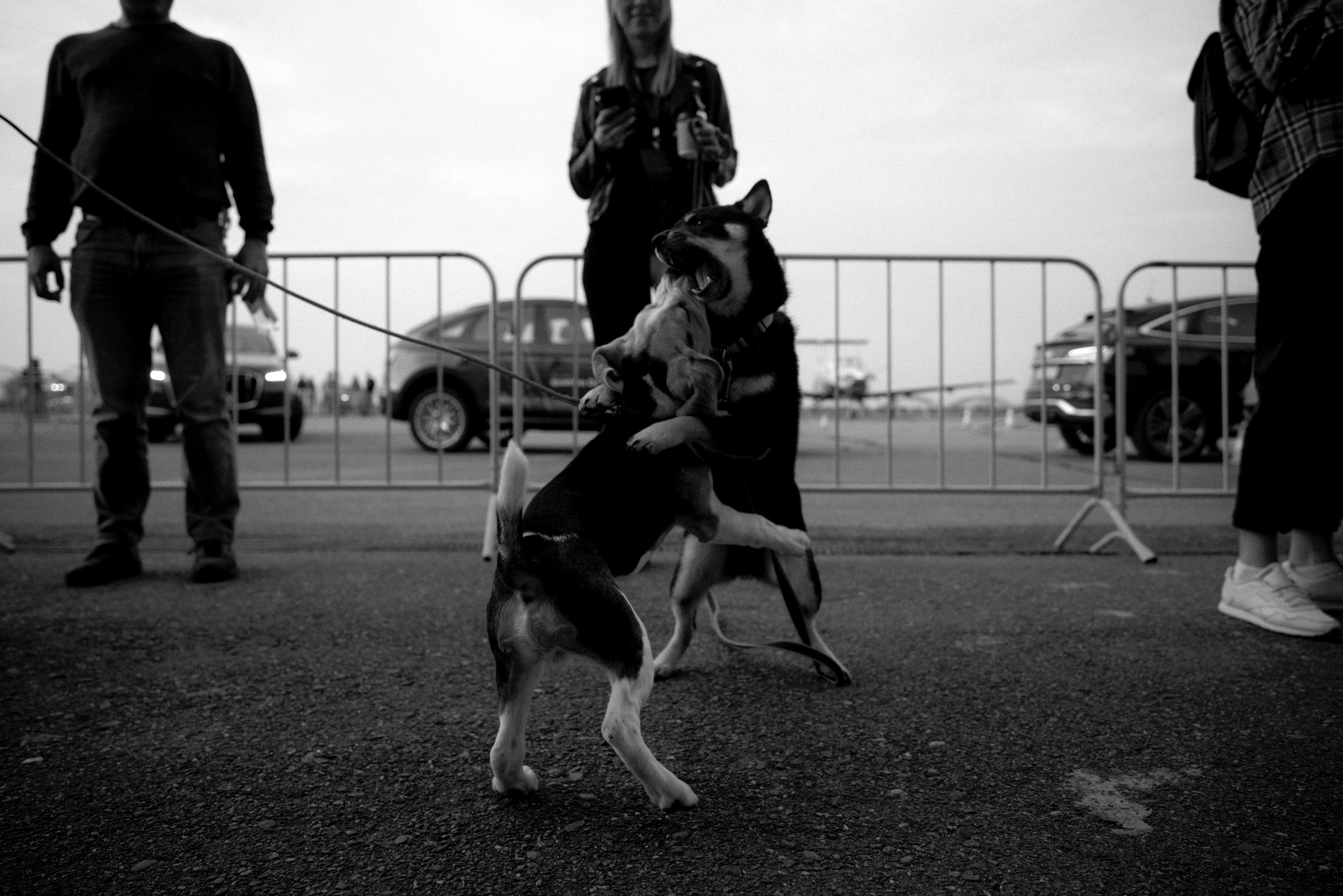 Audi quattro. Фотограф Юрин Евгений