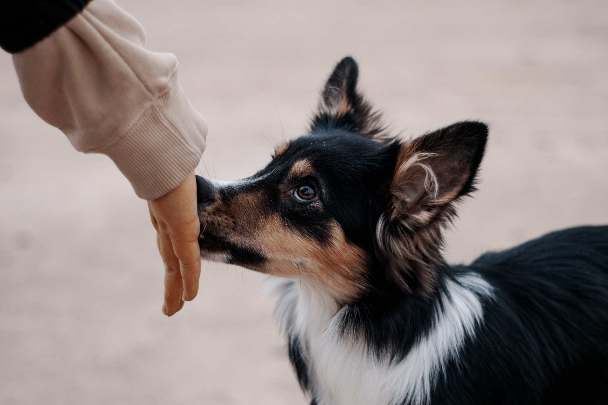 Ярослава и Ронда. Фотограф в Тюмени Лизавета Сапицкая
