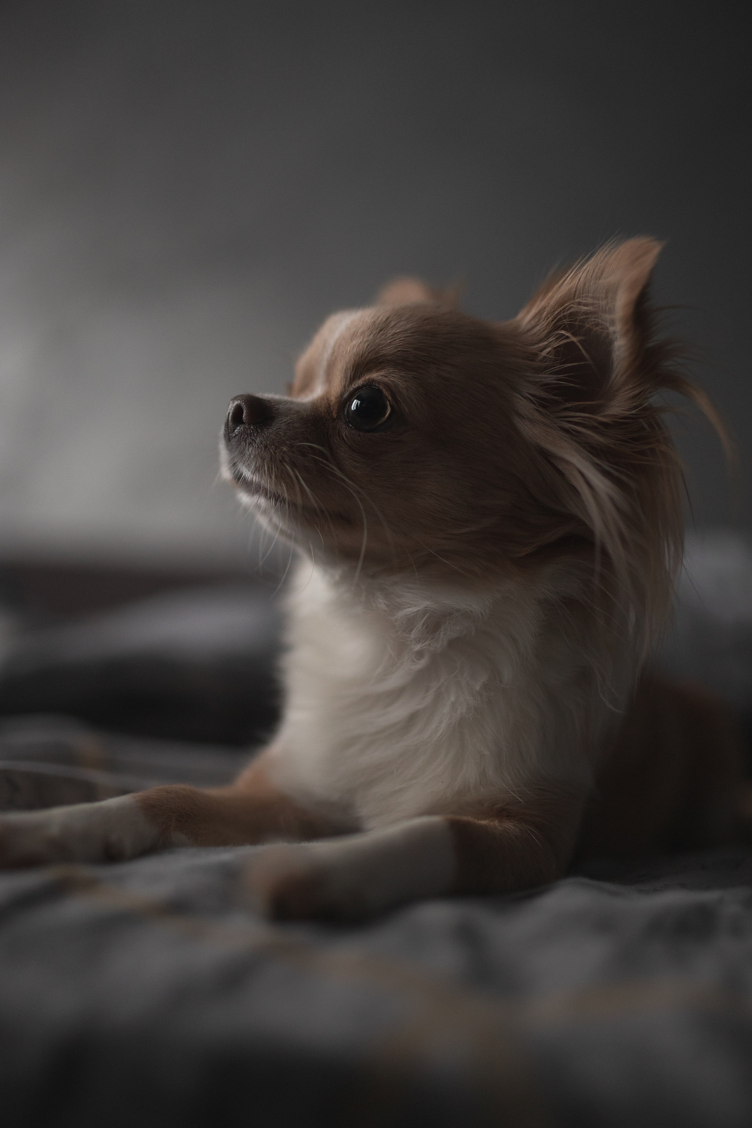 Мася: домашняя история