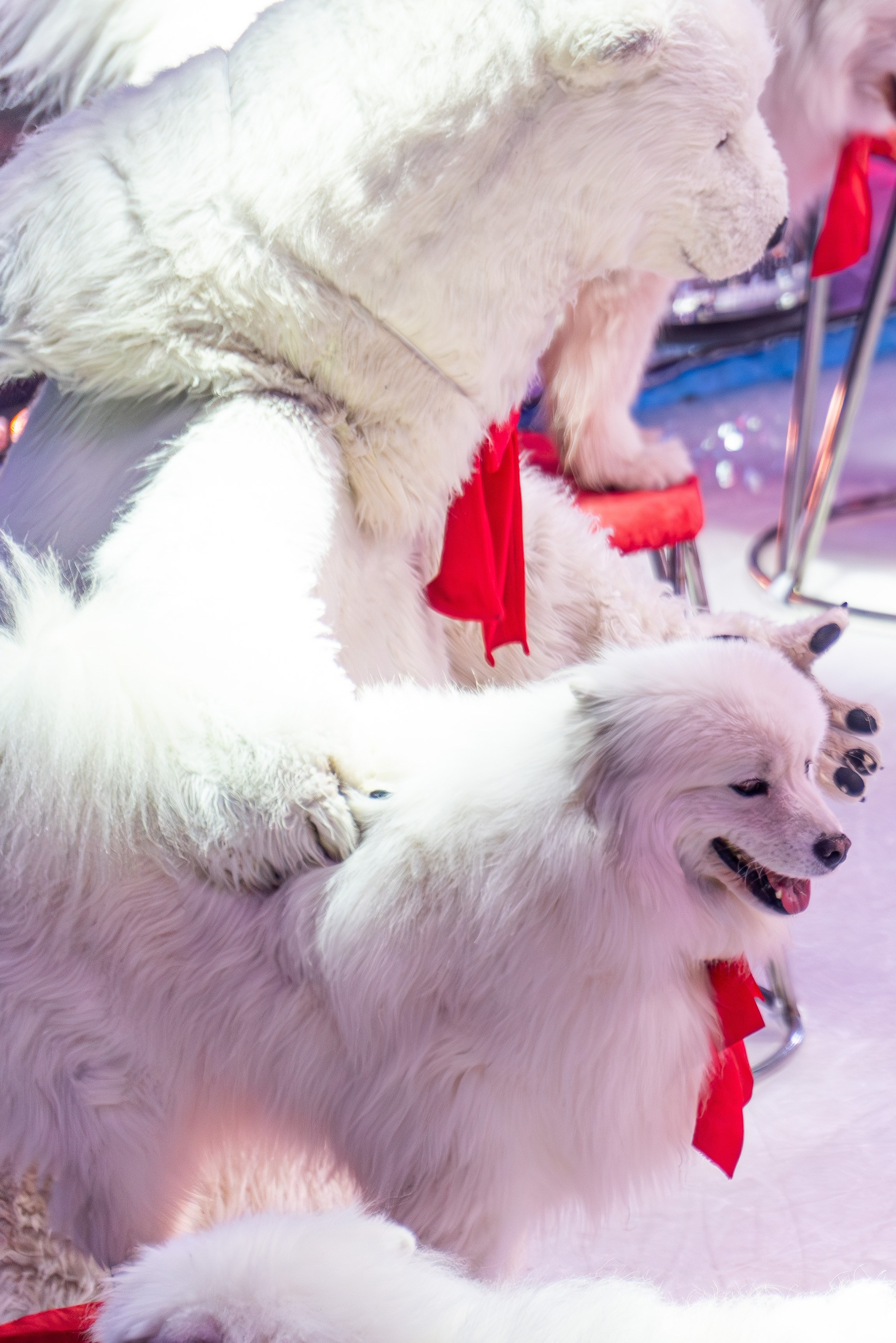 Цирк на льду «Айсберг» в Луганске. Фотограф в РФ и ЛНР Юлия Федосеева
