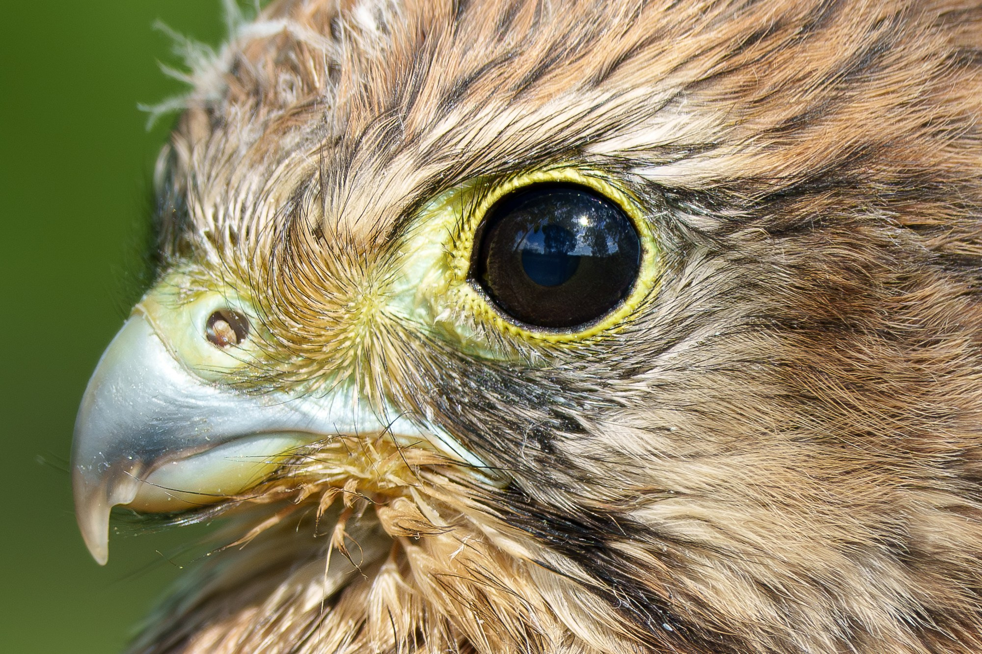 Удивительные мир птиц. Вокруг нас столько прекрасного — присмотритесь!. Ваш личный фотограф Марина Волкова