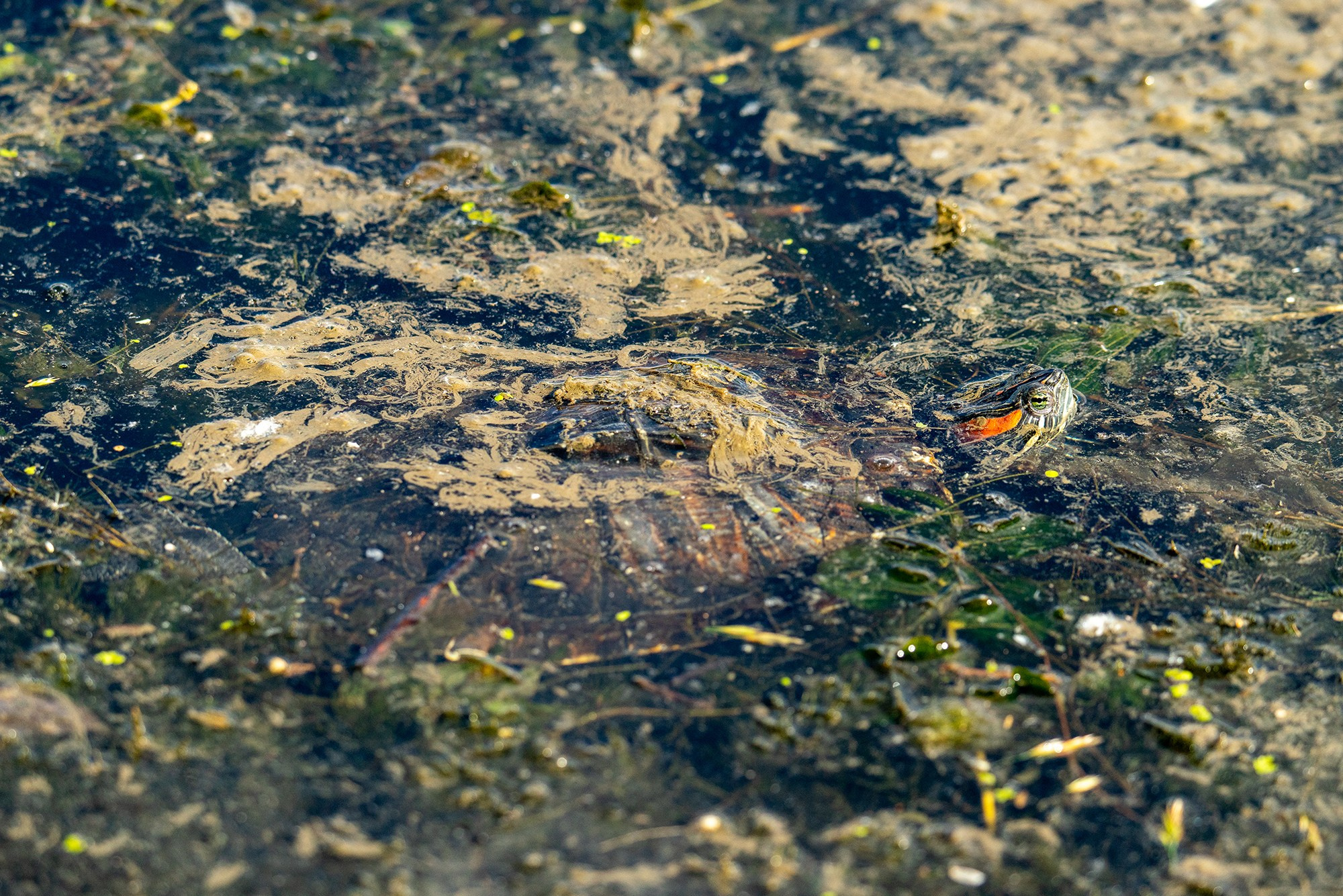 Животные. Ваш личный фотограф Марина Волкова
