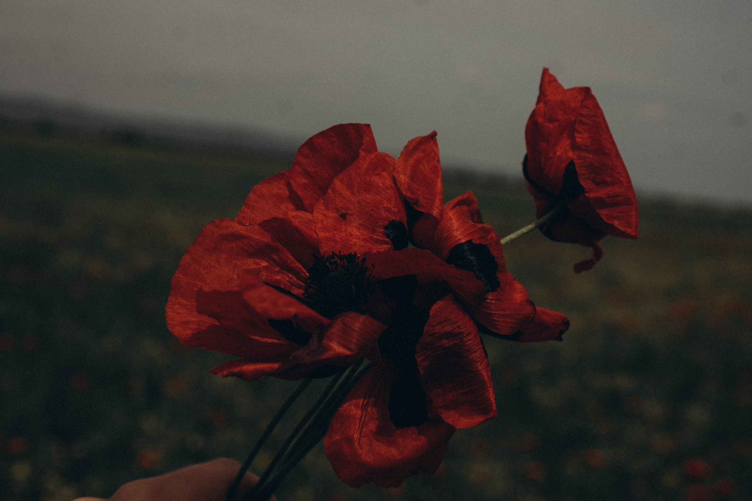 Путешествие в Дагестане. Профессиональный фотограф, Санкт-Петербург — Виктория Богомолова