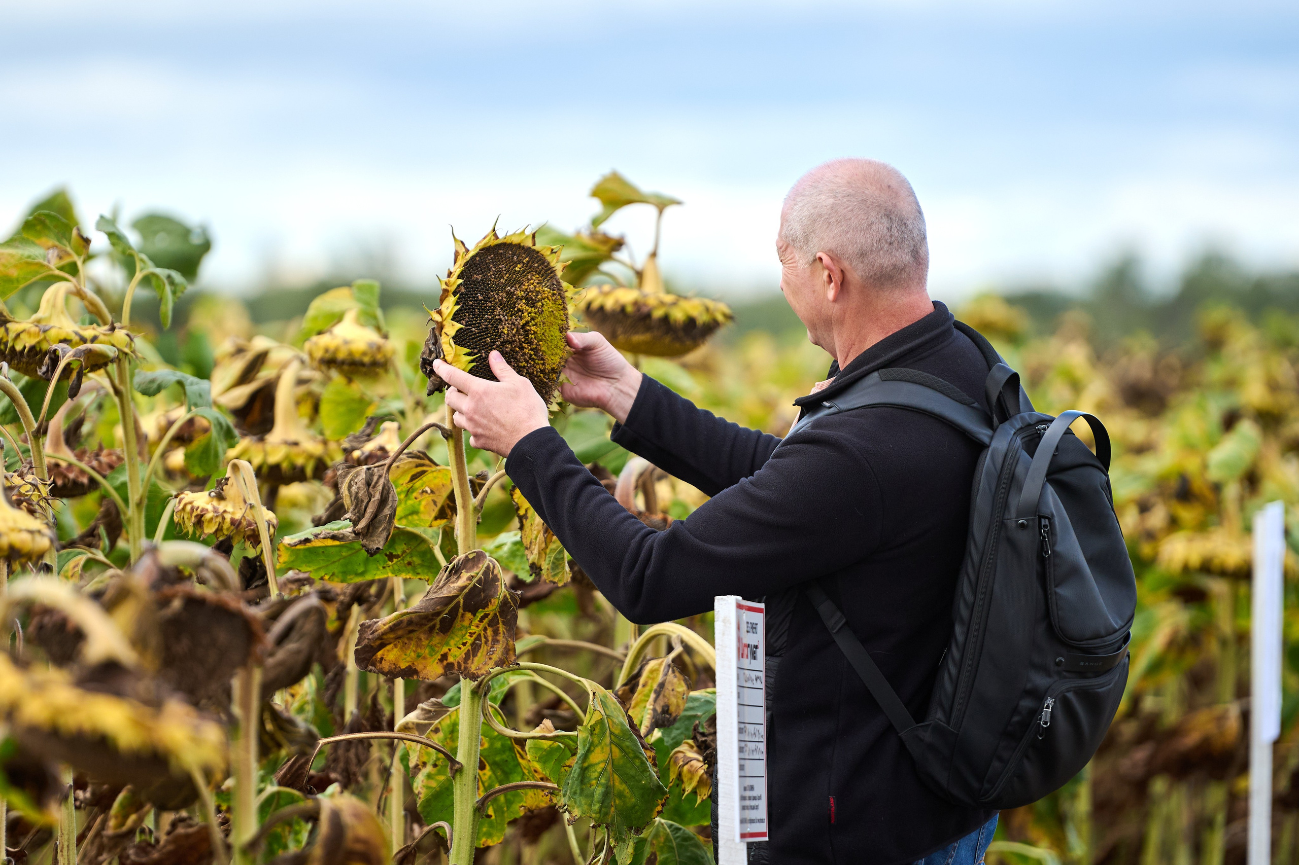 Самарский День поля 2025. Фотограф в Самаре