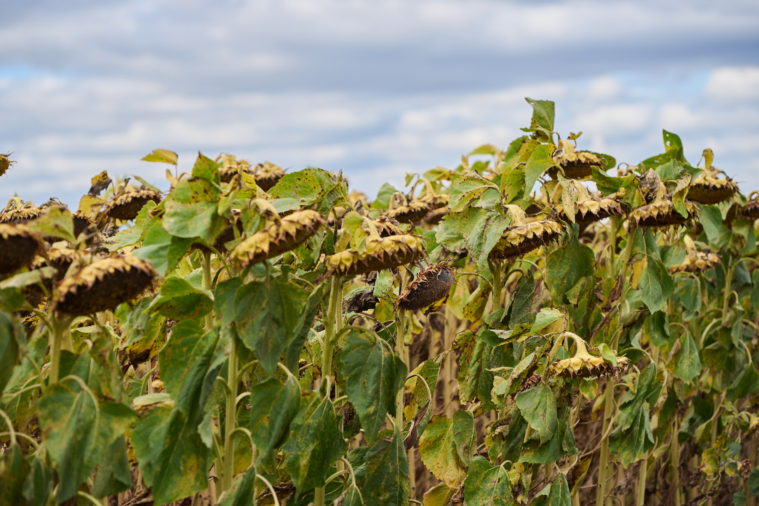 Самарский День поля 2025. Фотограф в Самаре