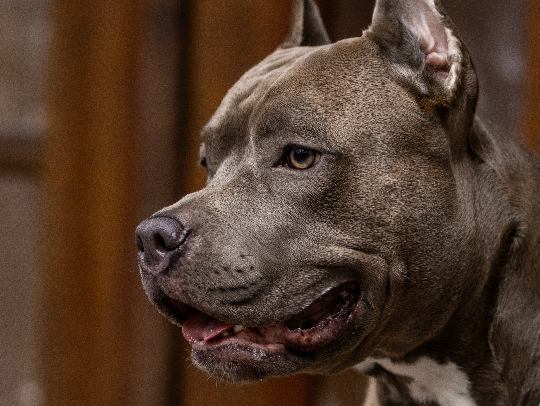 Зевс и Мария. Фотограф-анималист в Москве Кириллова Татьяна