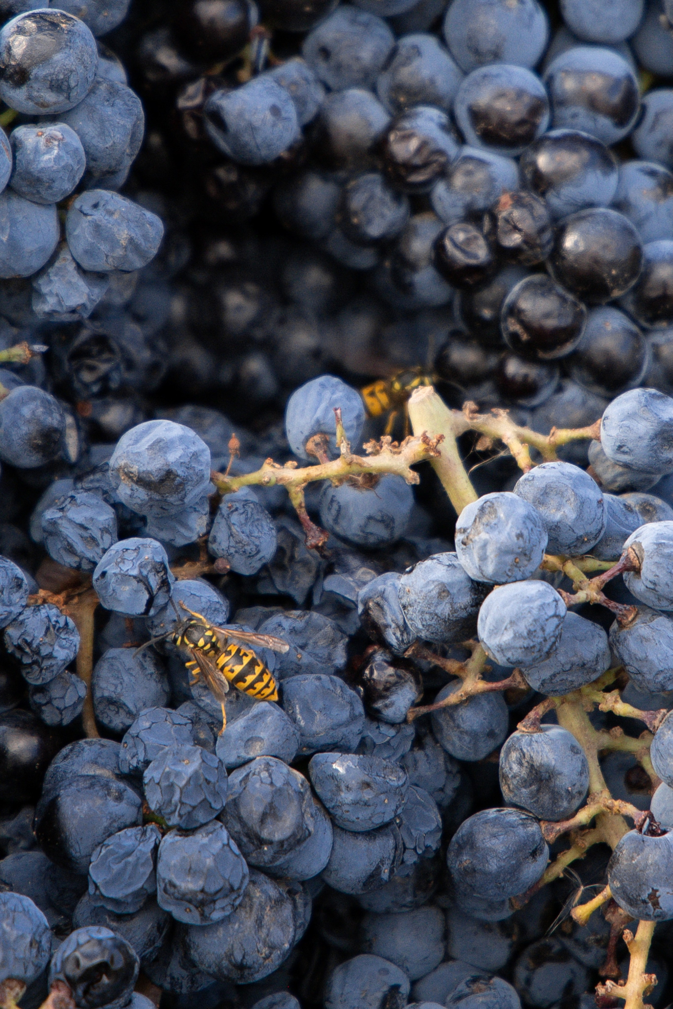 «Красностопъ Золотовский» третий винный фестиваль. Анна Рышкевич