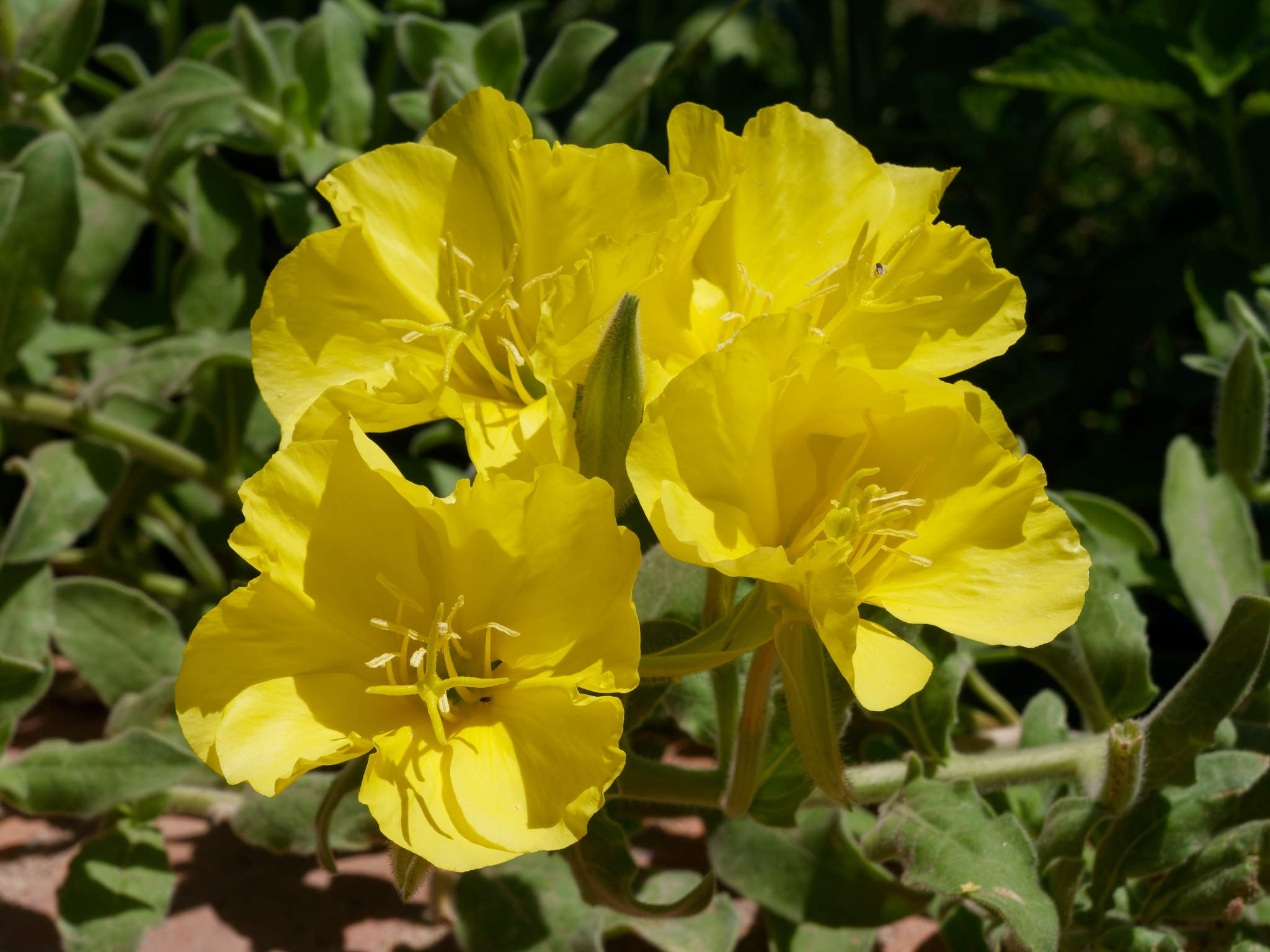 Шарм-эль-Шейх 2024. Избранные фотографии