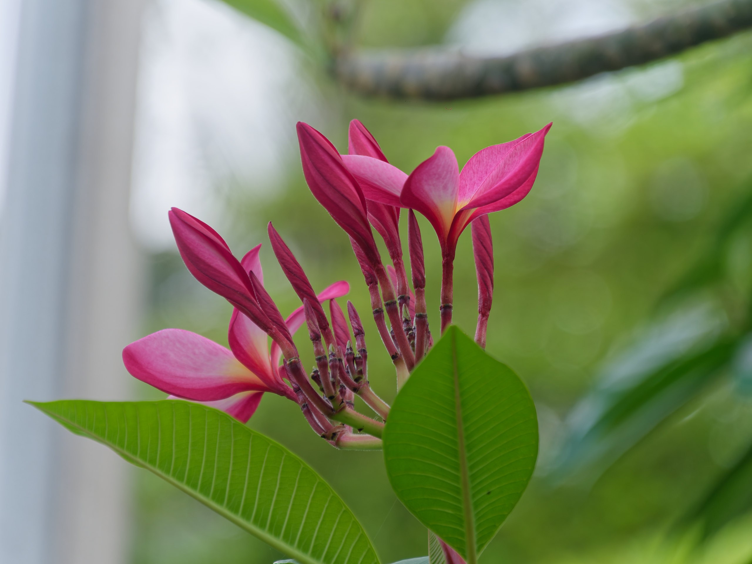 Хайнань 2026, флора, цветы и деревья. Фотопрогулки по Миру