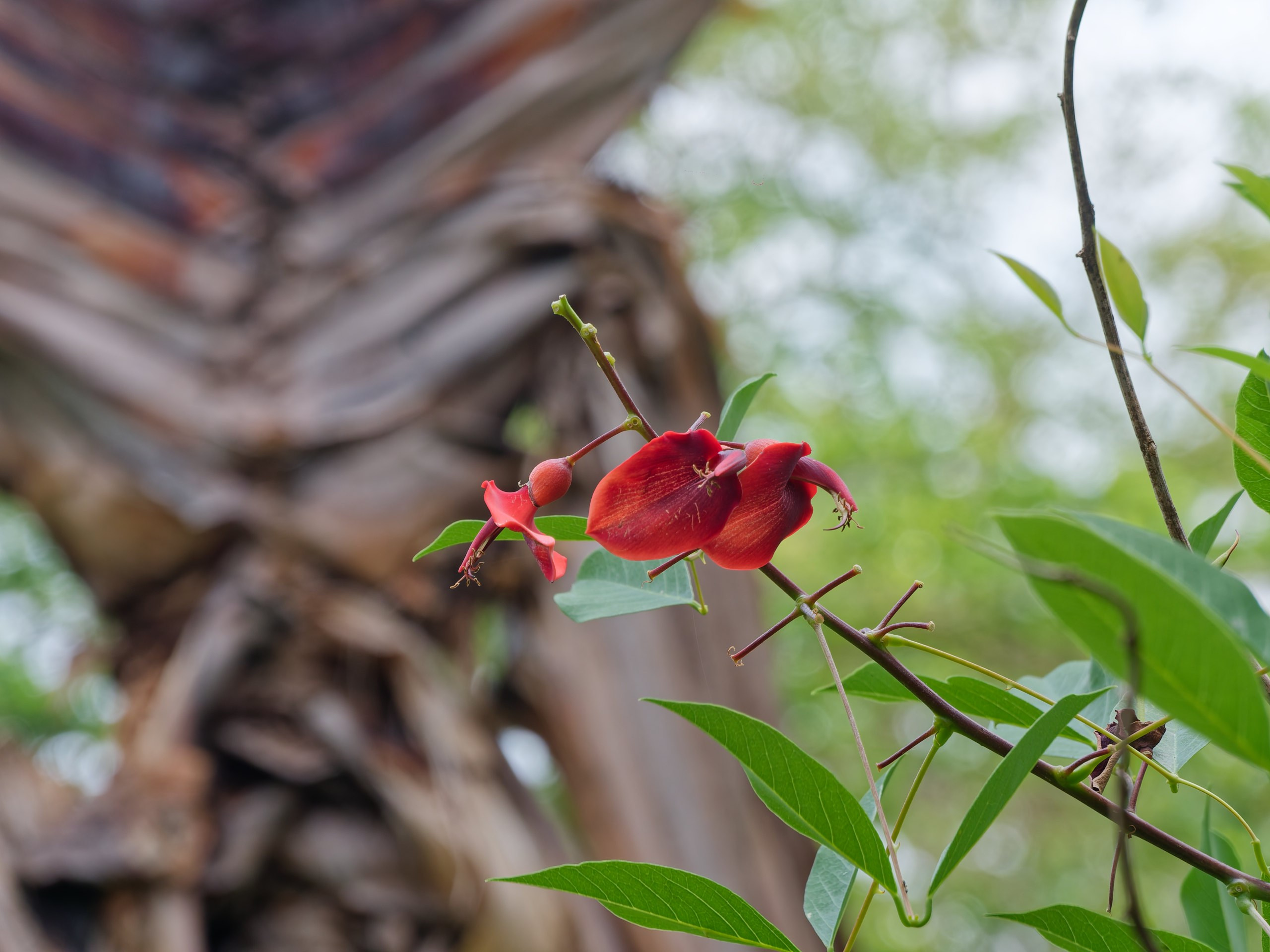 Хайнань 2026, флора, цветы и деревья. Фотопрогулки по Миру