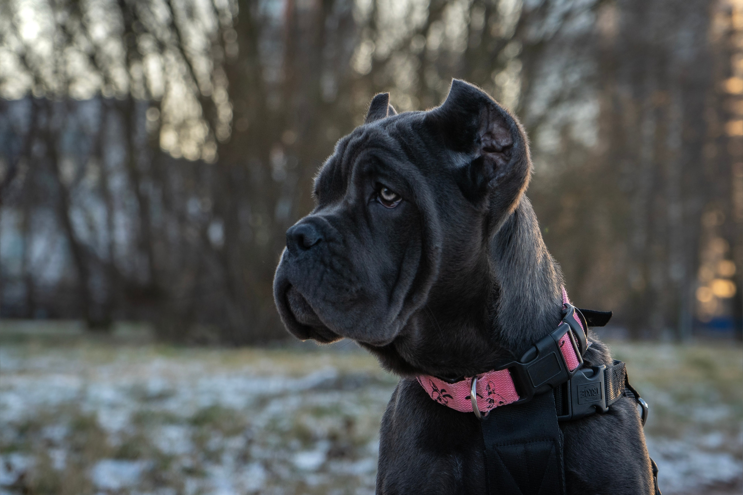 Фотосессии Пушистиков. Фотограф в Санкт-Петербурге Виктория Барышникова