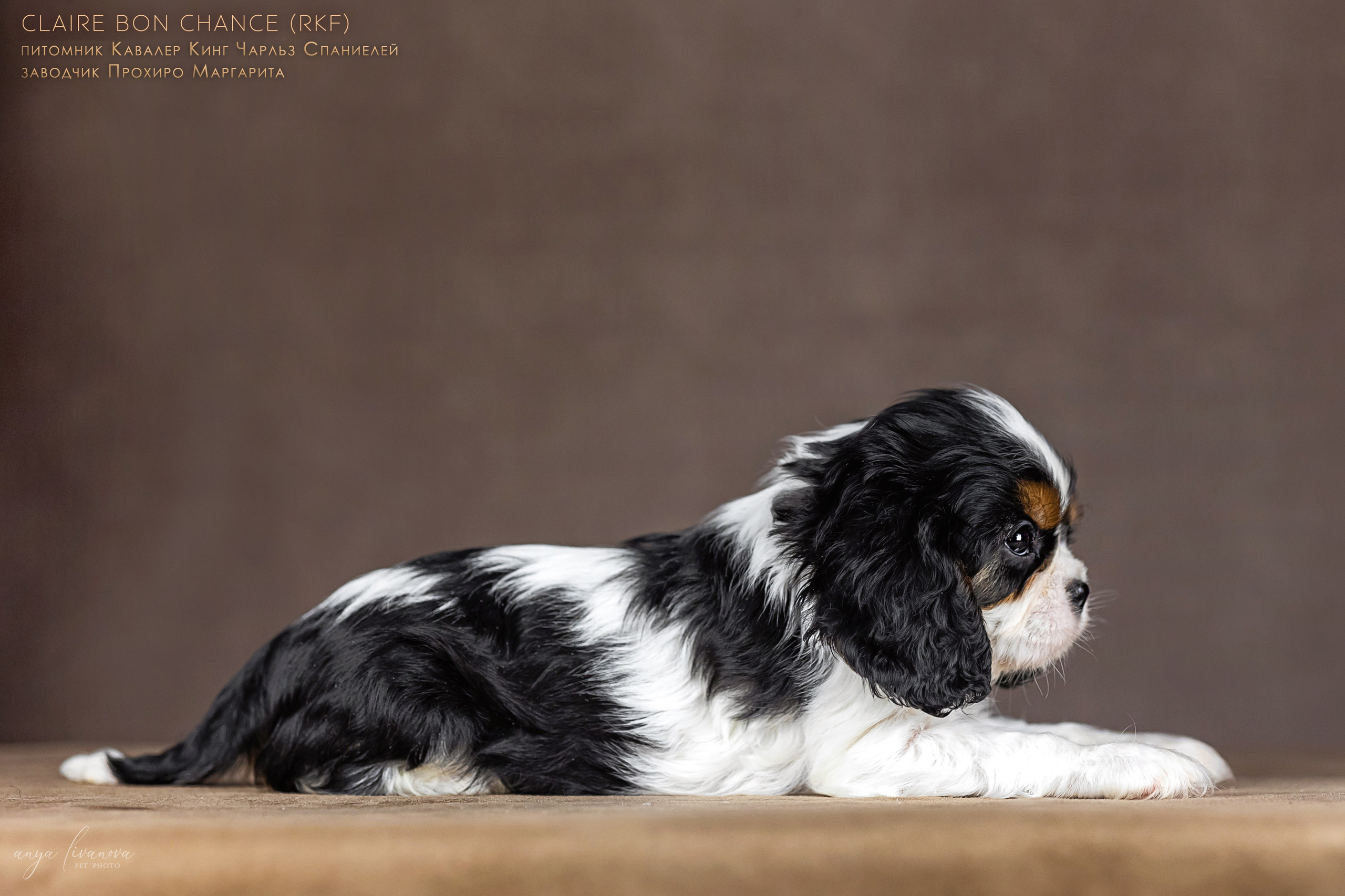 Кавалерчики. Фотограф анималист Аня Ливанова | Рыбинск