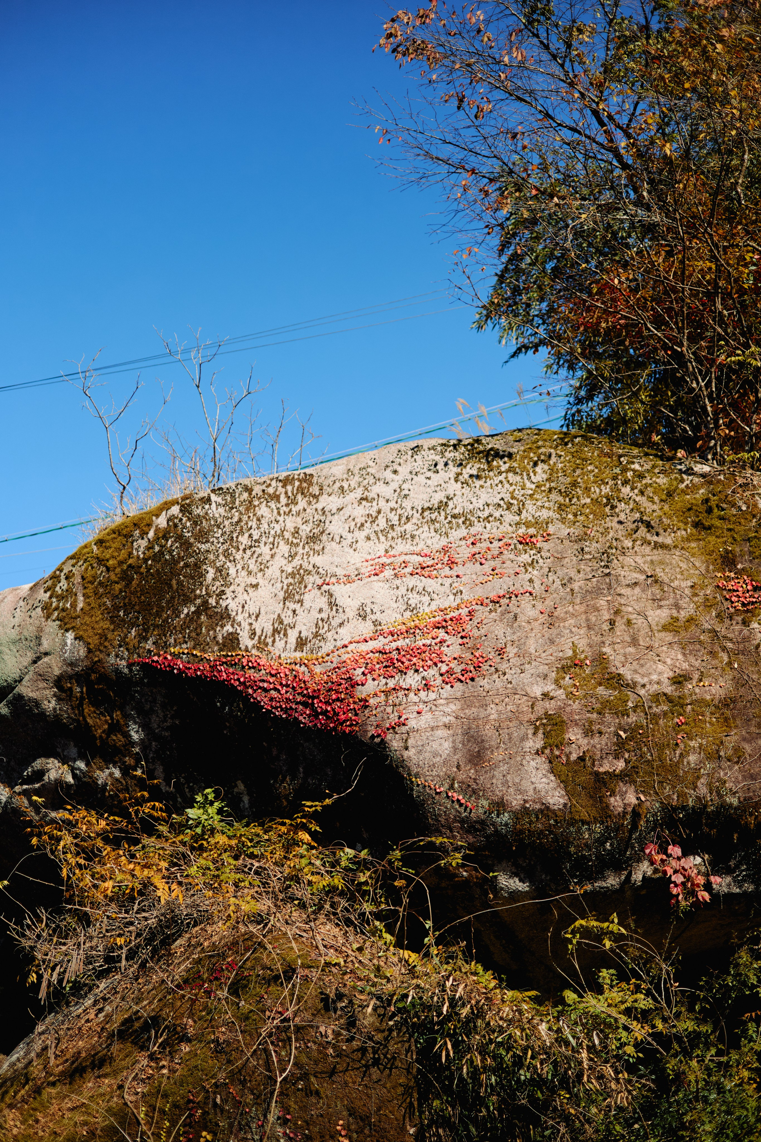 Япония. Профессиональный Фотограф во Владимире, в Москве и в Суздале — Полина Романычева