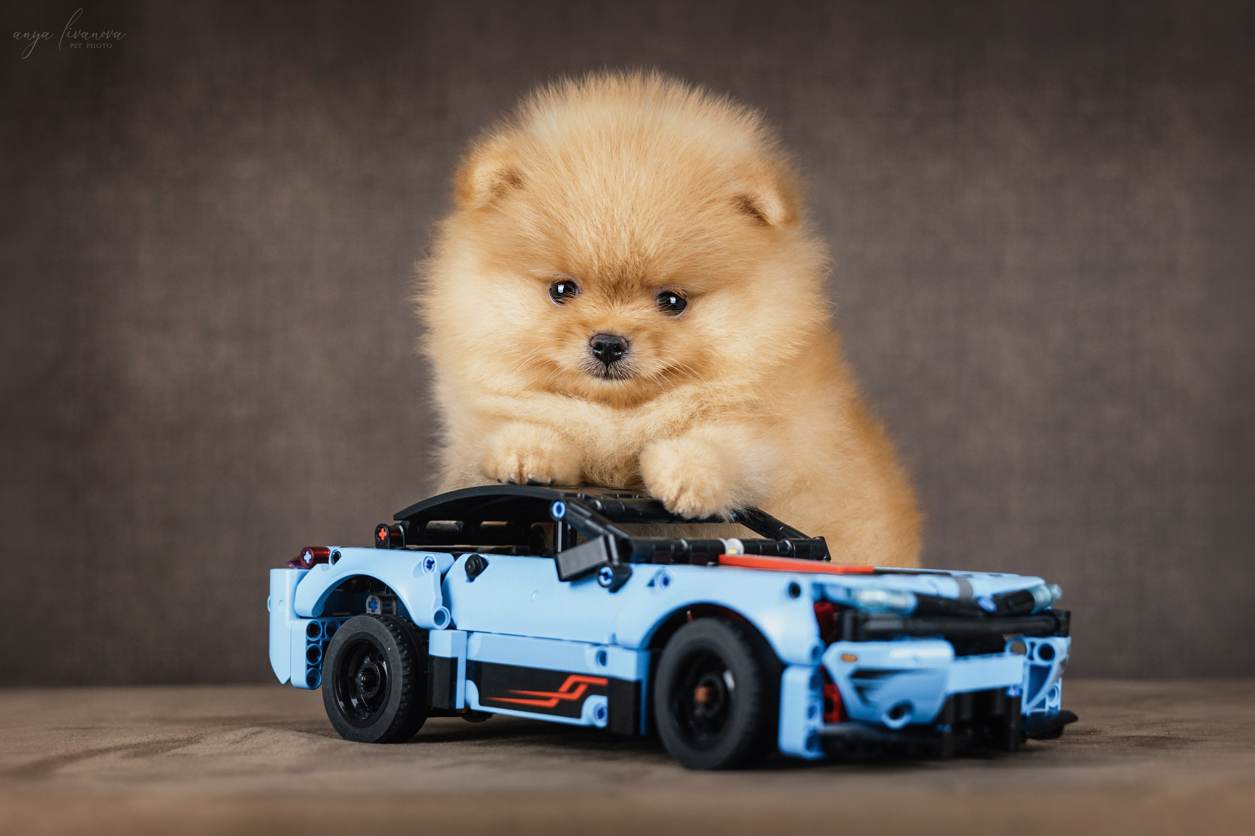 Шпицули. Фотограф анималист Аня Ливанова | Рыбинск